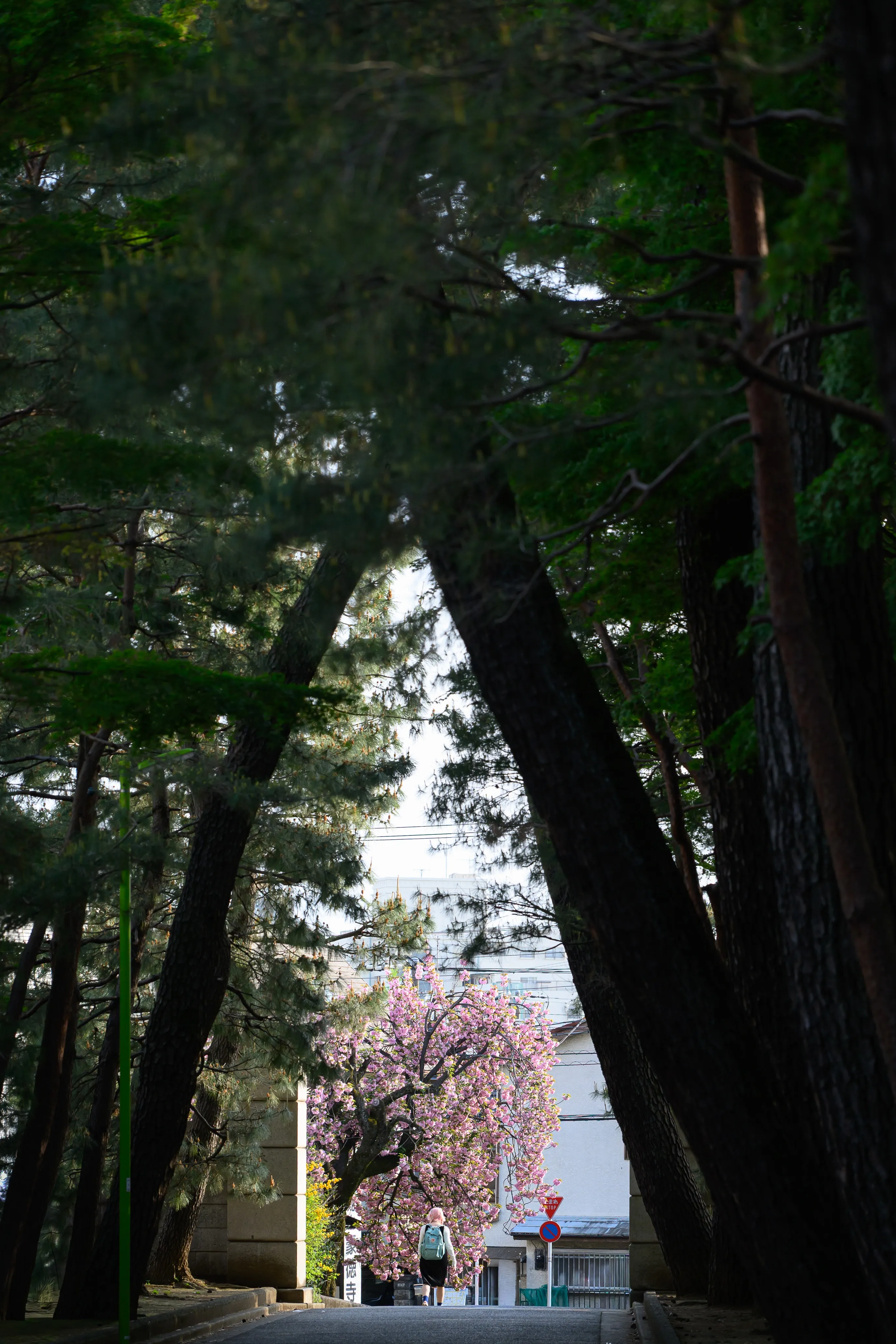 Sunlight filtering through a dense forest canopy onto a path