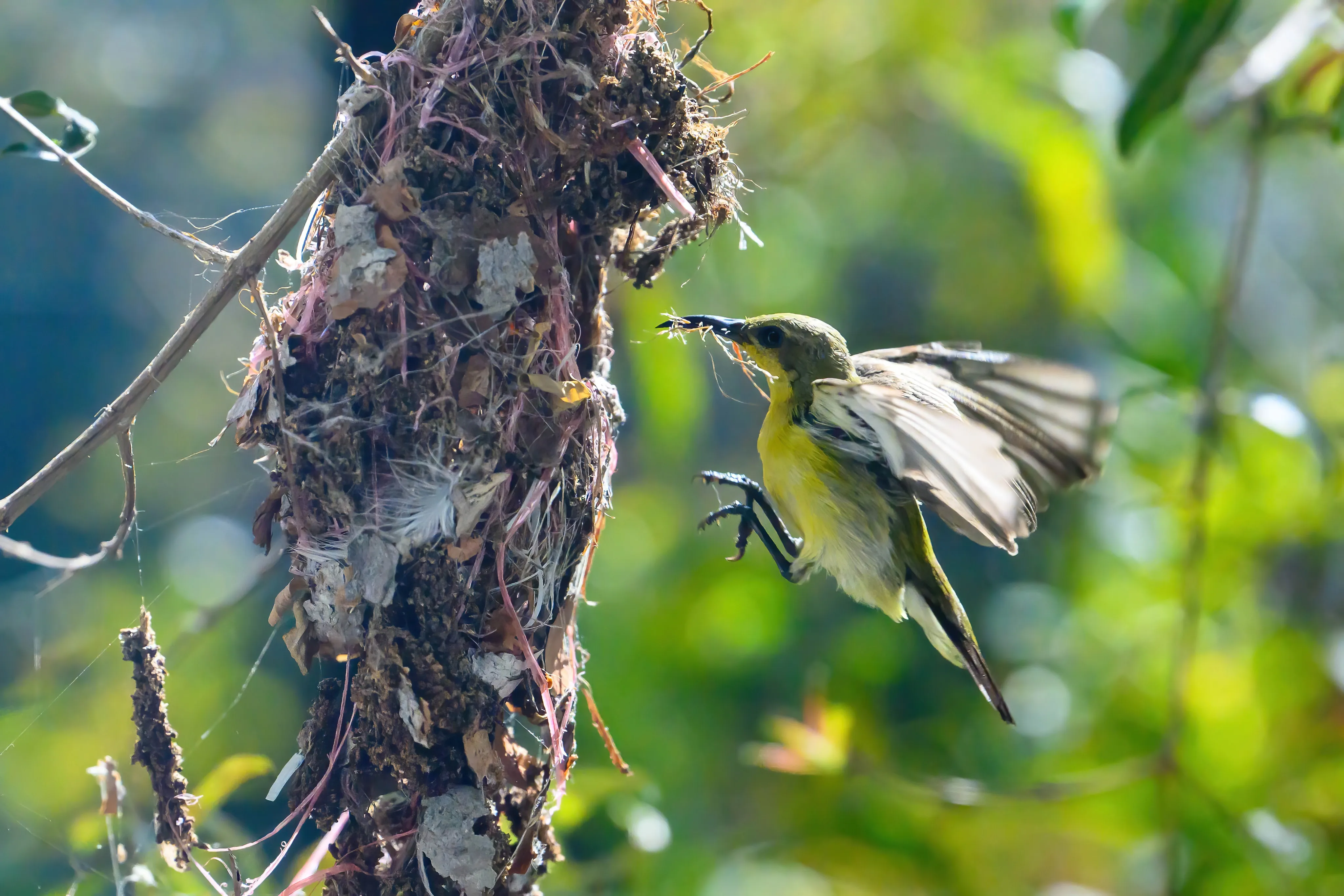 An Olive-backed Sunbird (Garden Sunbird / นกกินปลีอกเหลือง) in flight, returning to its nest with nesting material in its beak.