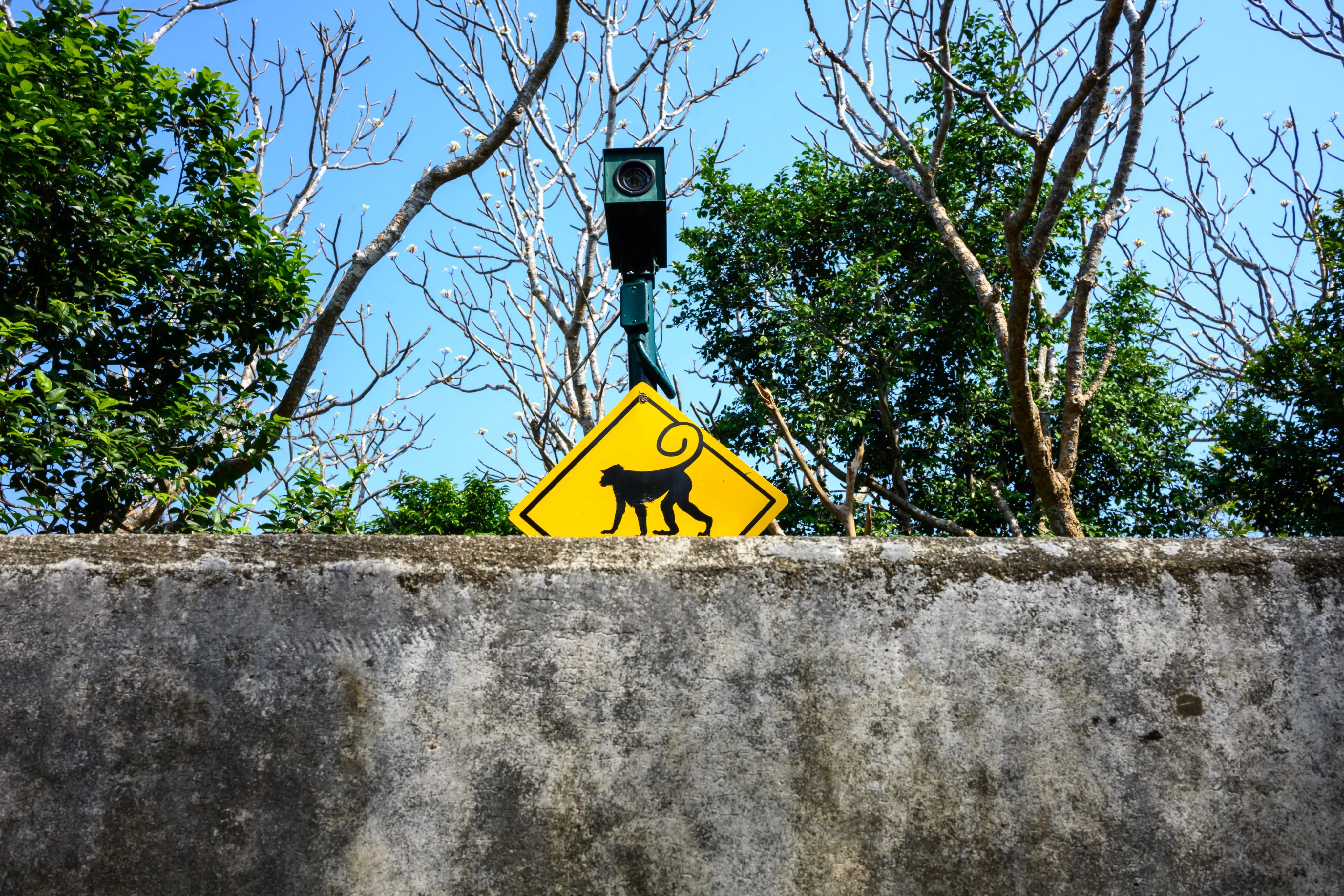 A yellow monkey-crossing road sign mounted on a seaside wall, framed by bare tree branches.