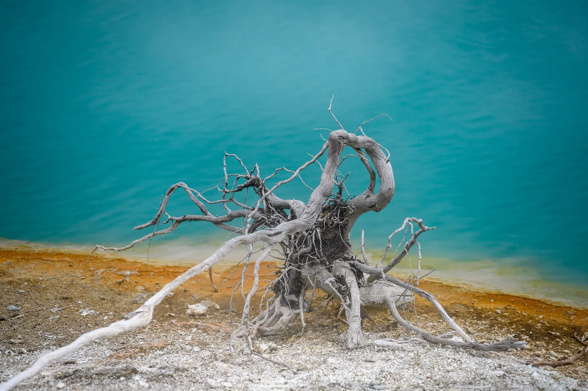 Dead tree roots extending into a vivid turquoise hot spring