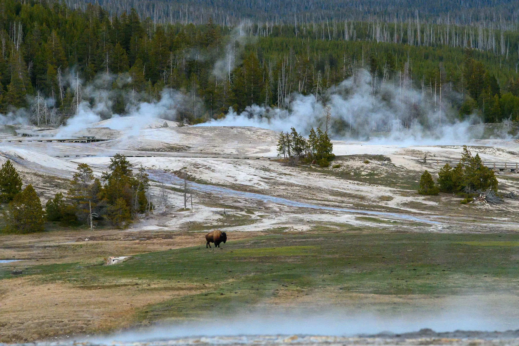 Steaming geothermal basin with a bison grazing in the distance