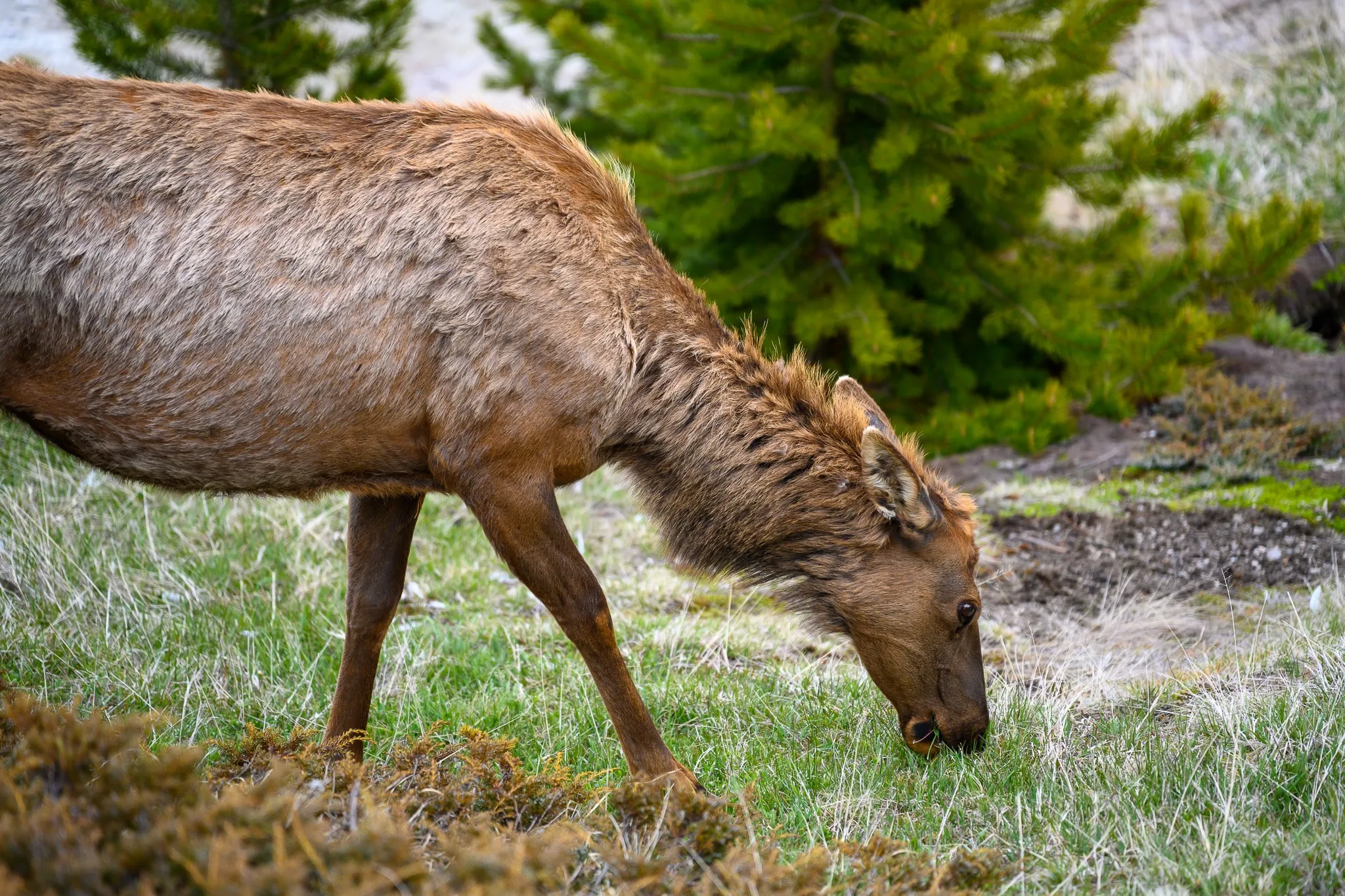 Elk grazing beside a shallow stream in a green meadow