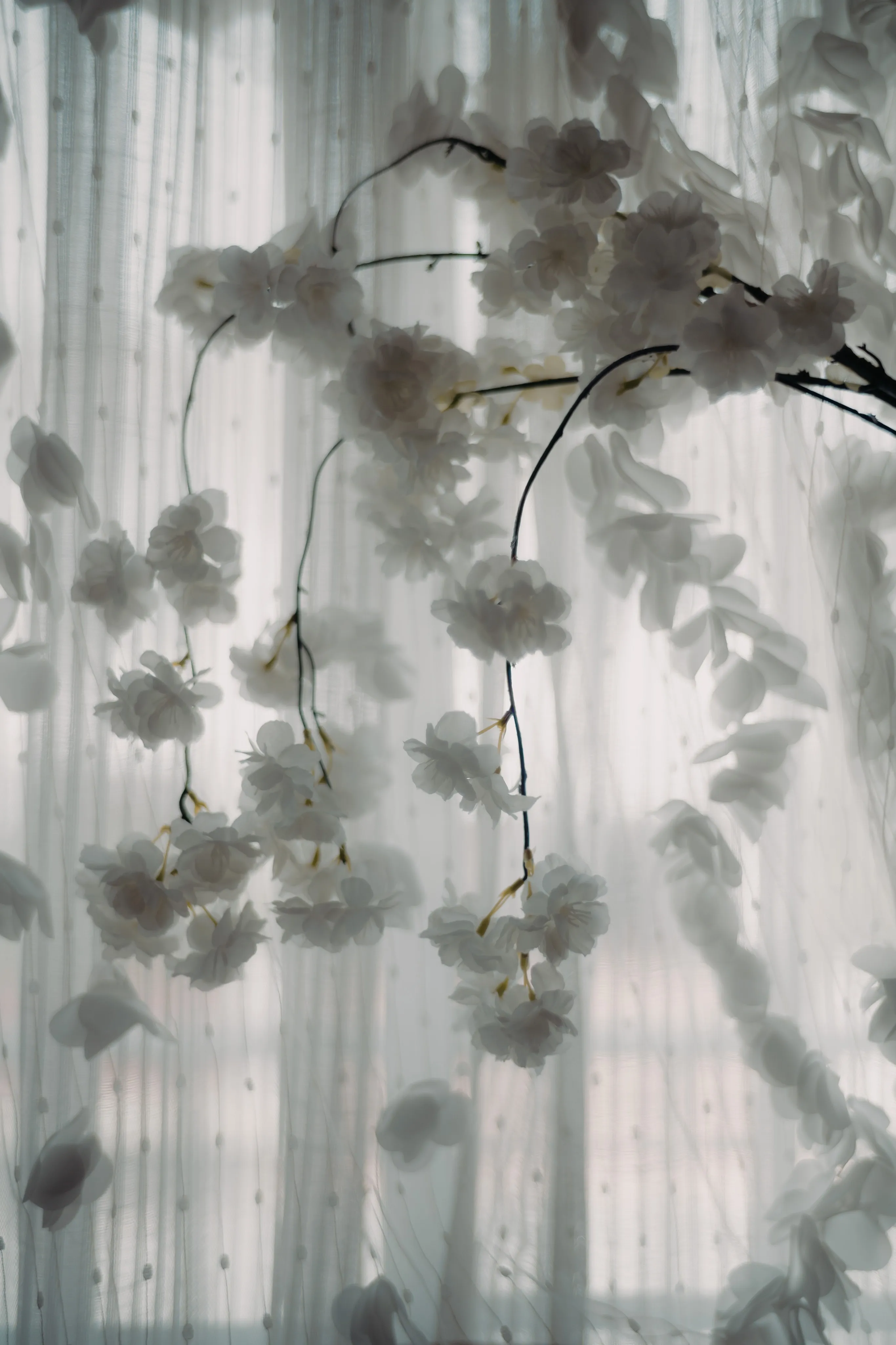 White flowers hanging against a sheer, backlit curtain.
