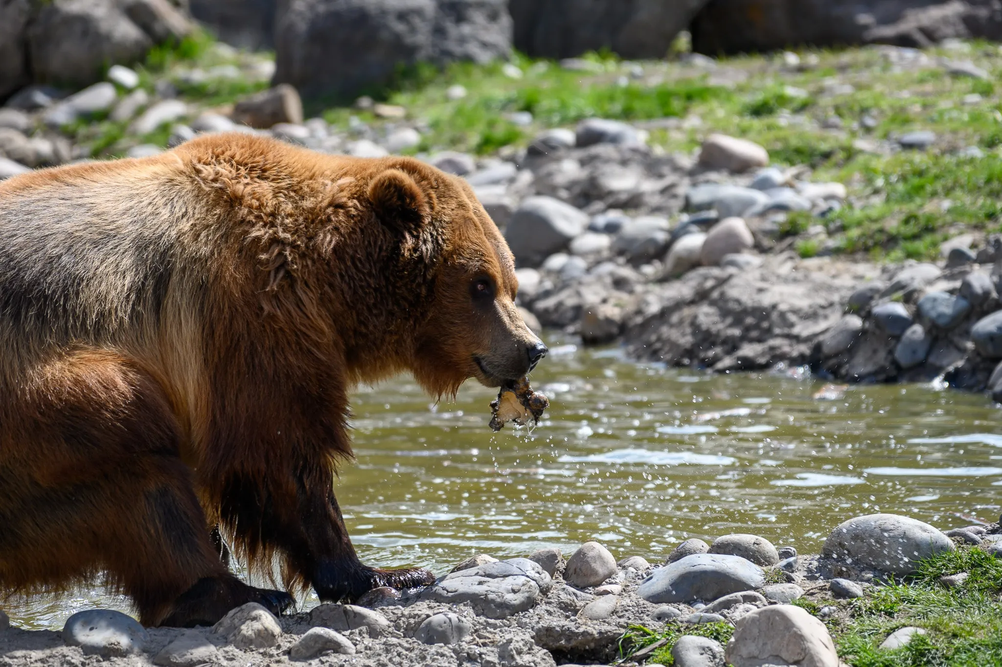 Brown bear standing in a rocky stream