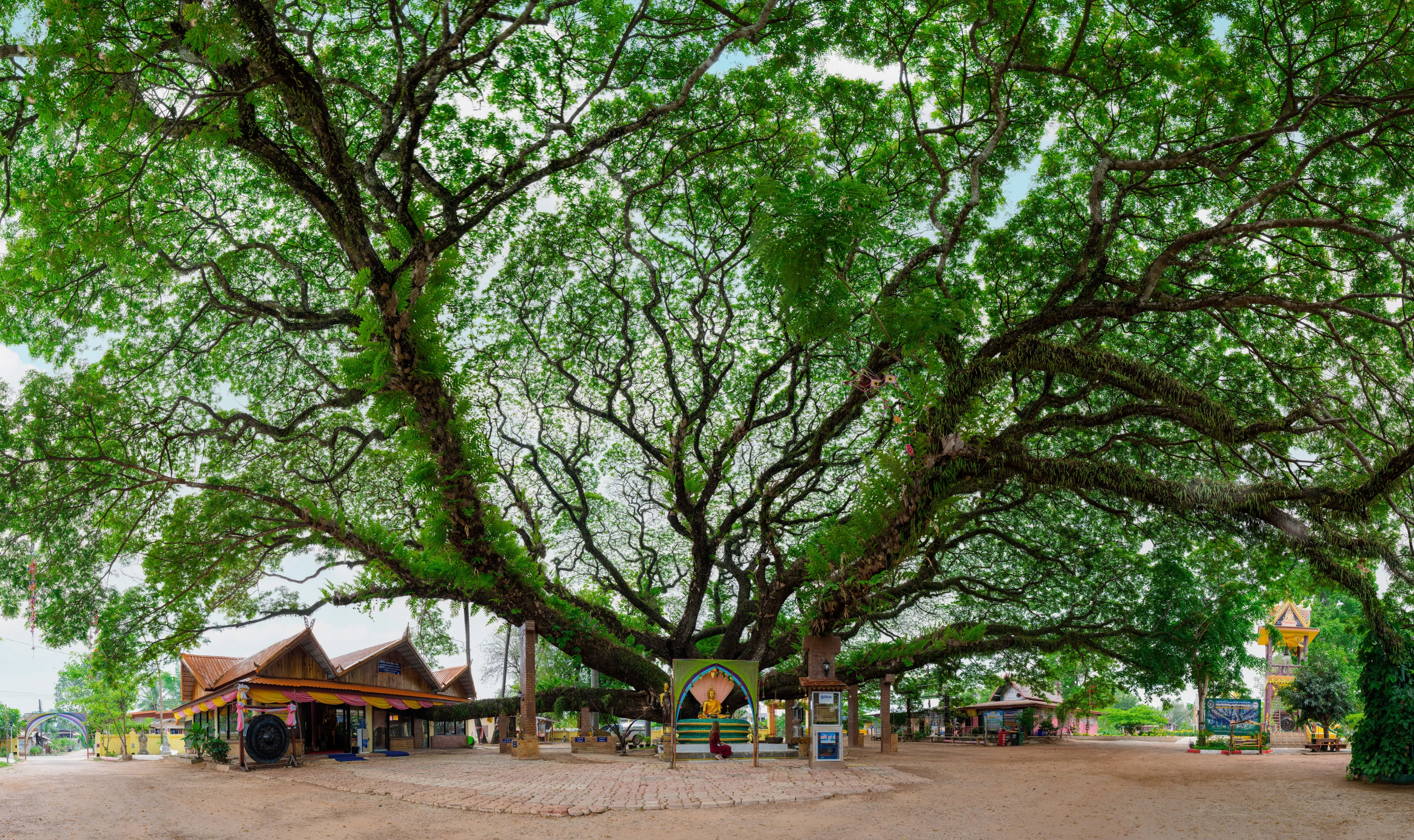 A vast rain tree spreading its canopy over a temple courtyard