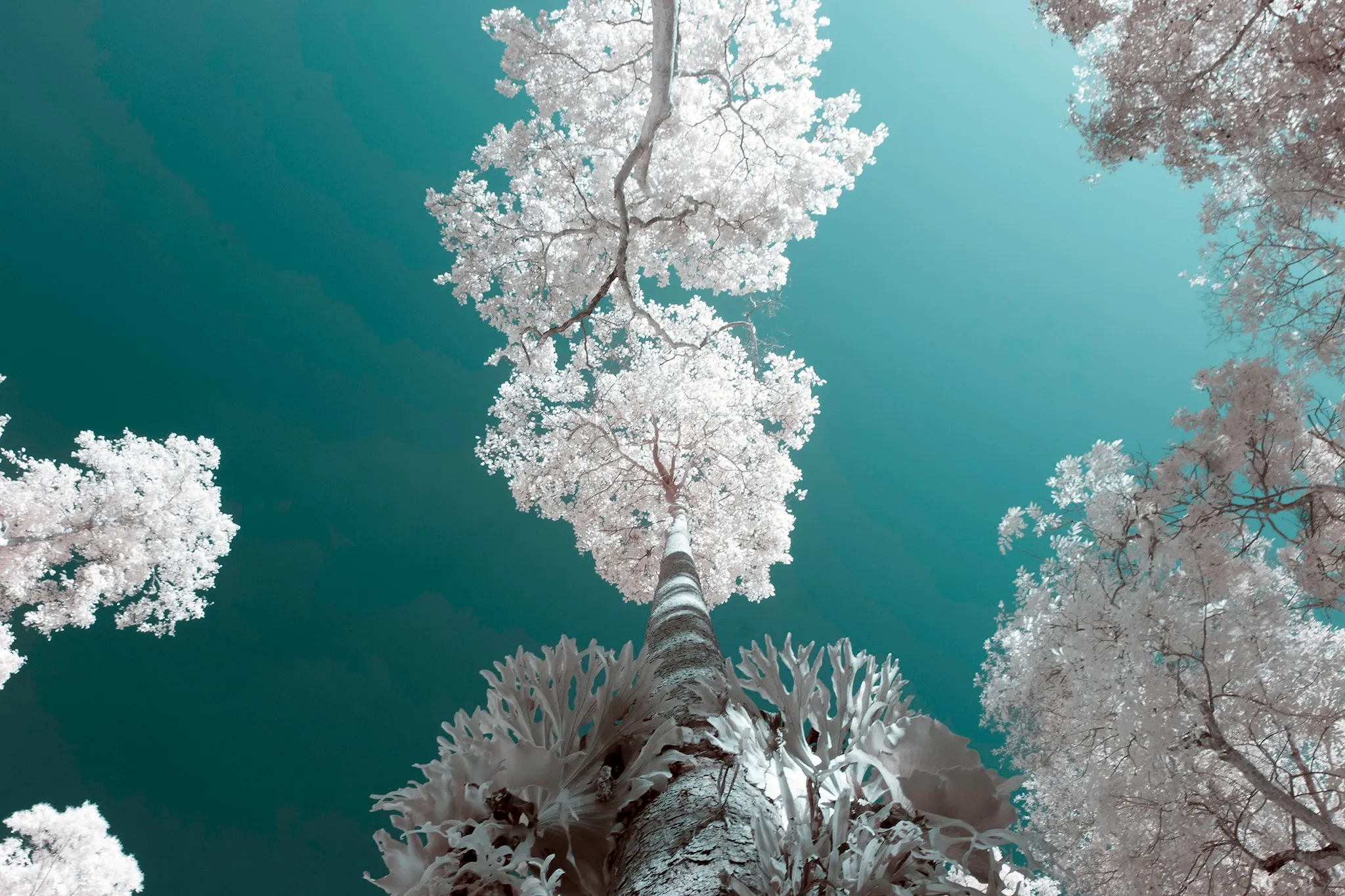 Infrared-toned white trees seen from below against a turquoise sky