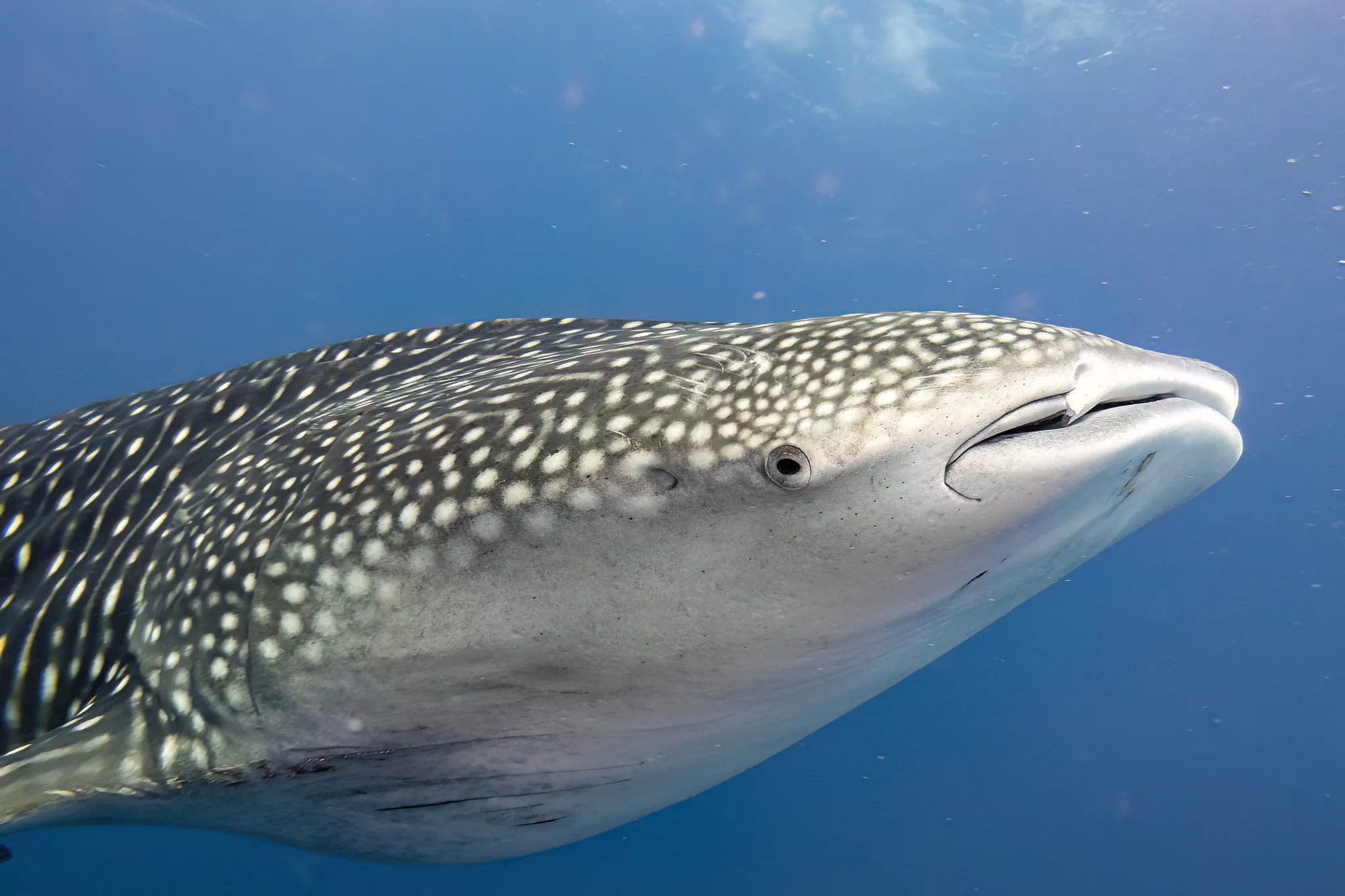A whale shark gliding through clear blue water