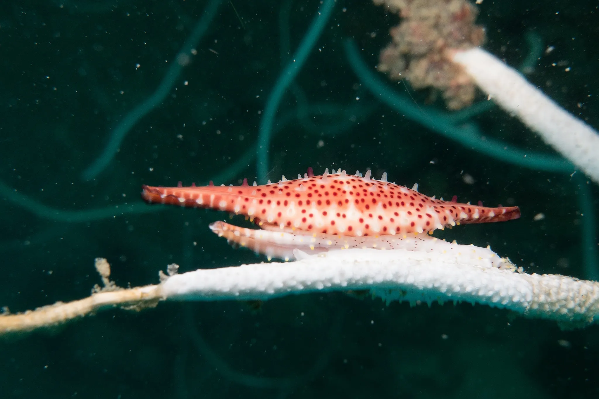 A red-and-white spotted sea snail resting on coral