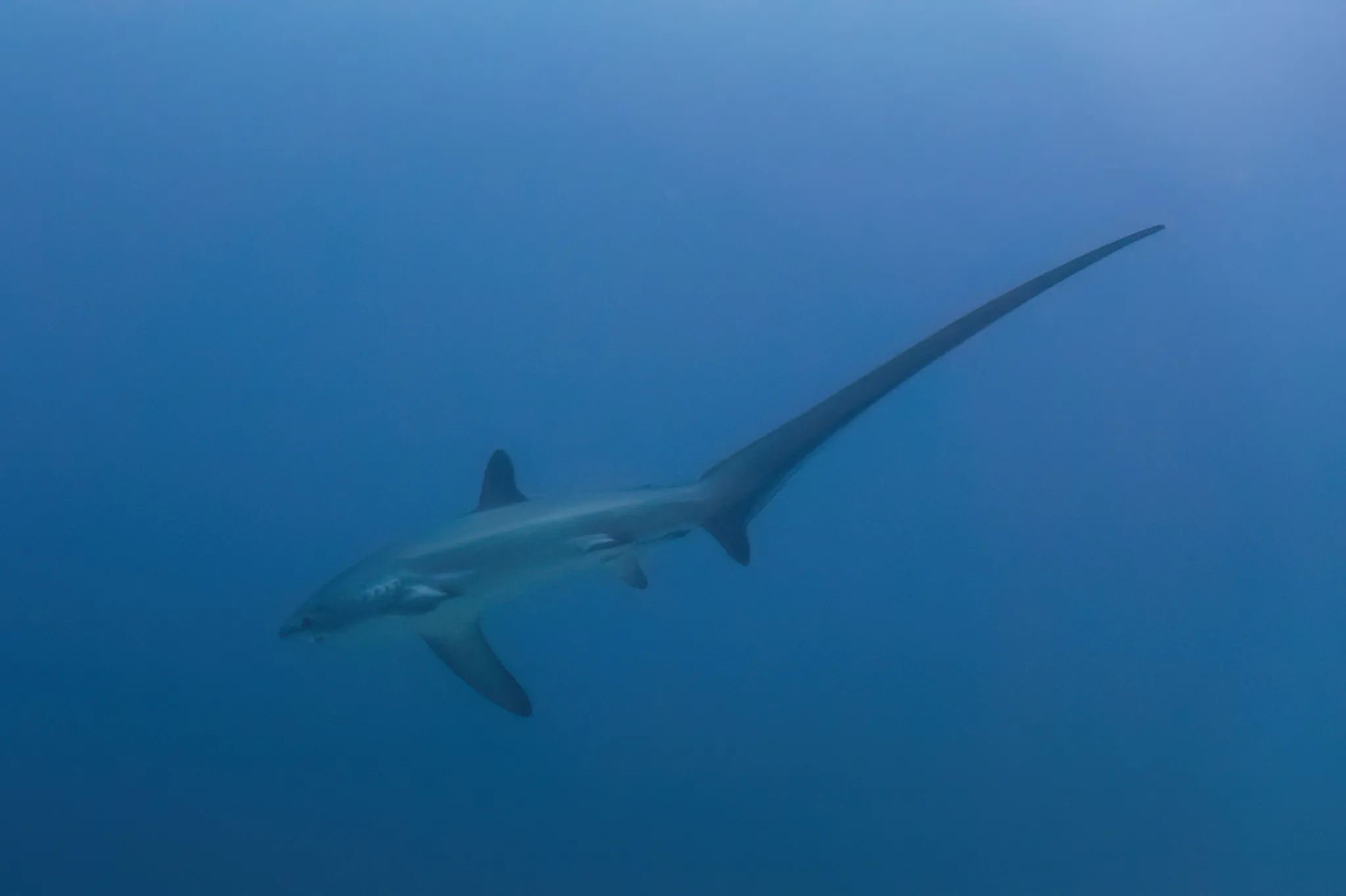 A thresher shark with its long whip-like tail swimming through open blue water