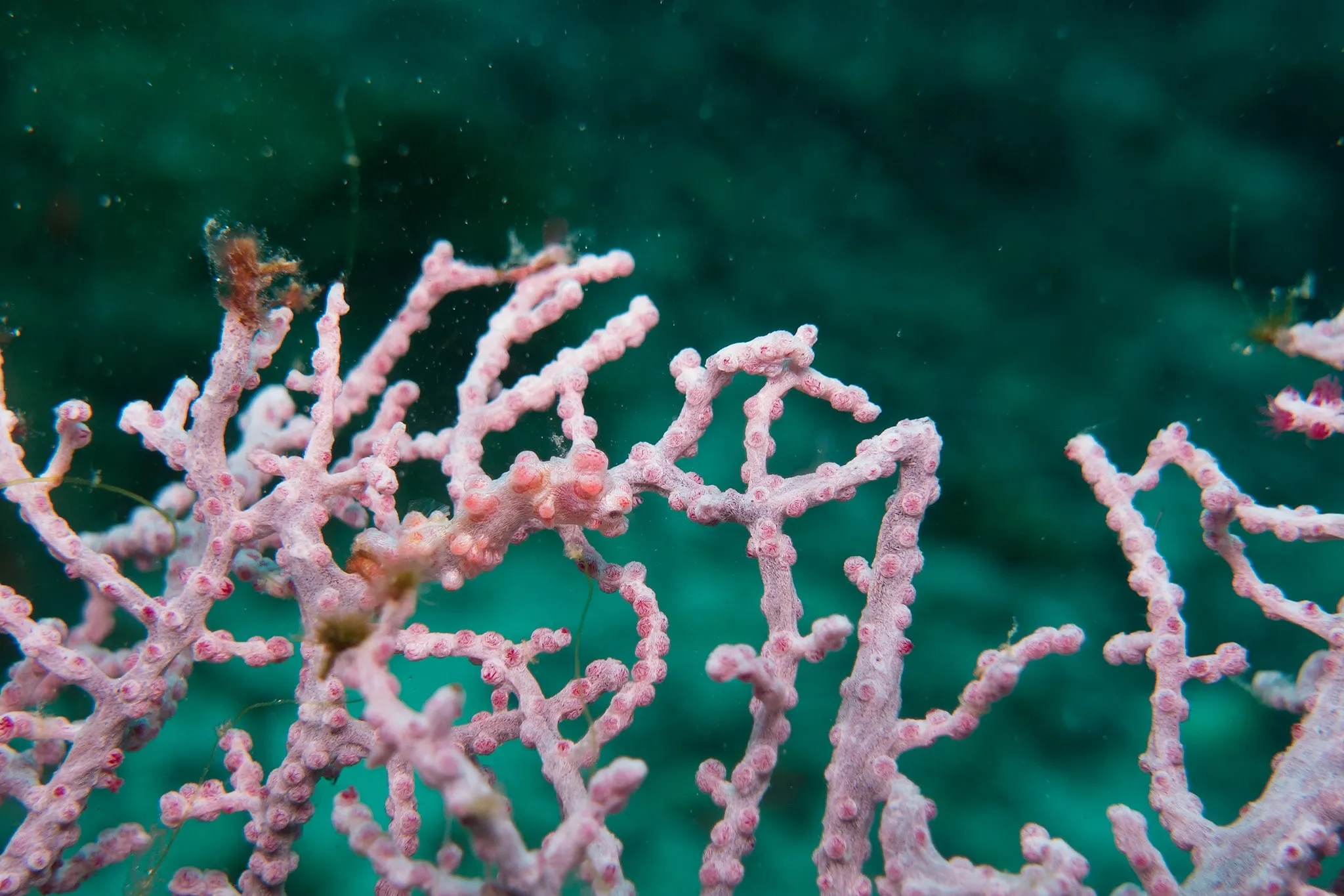 Branching pink coral against a dark green reef