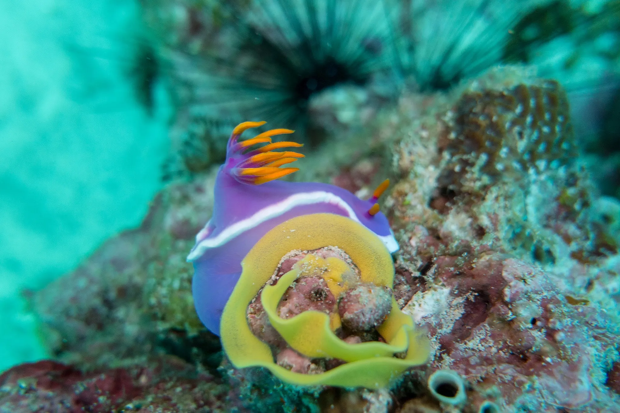 A colorful nudibranch crawling across the reef