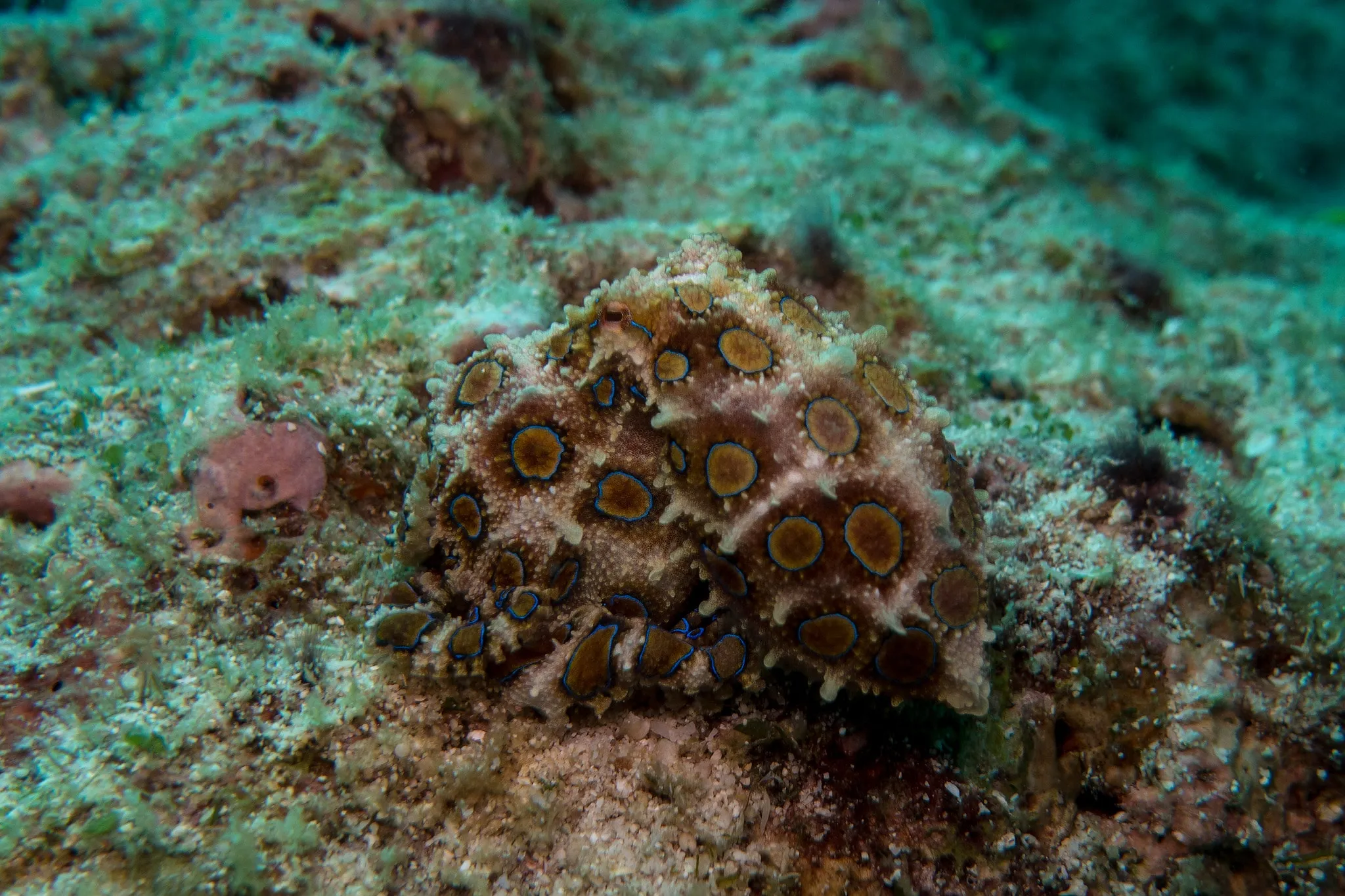 A camouflaged octopus nestled among rocks and coral