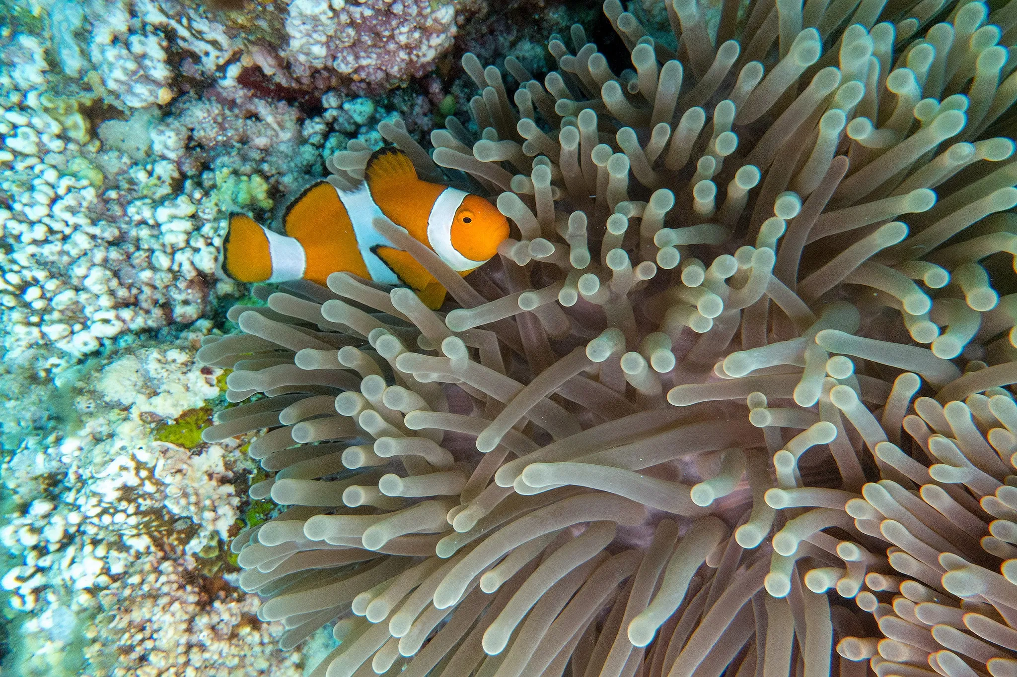 A clownfish peeking from the tentacles of a sea anemone