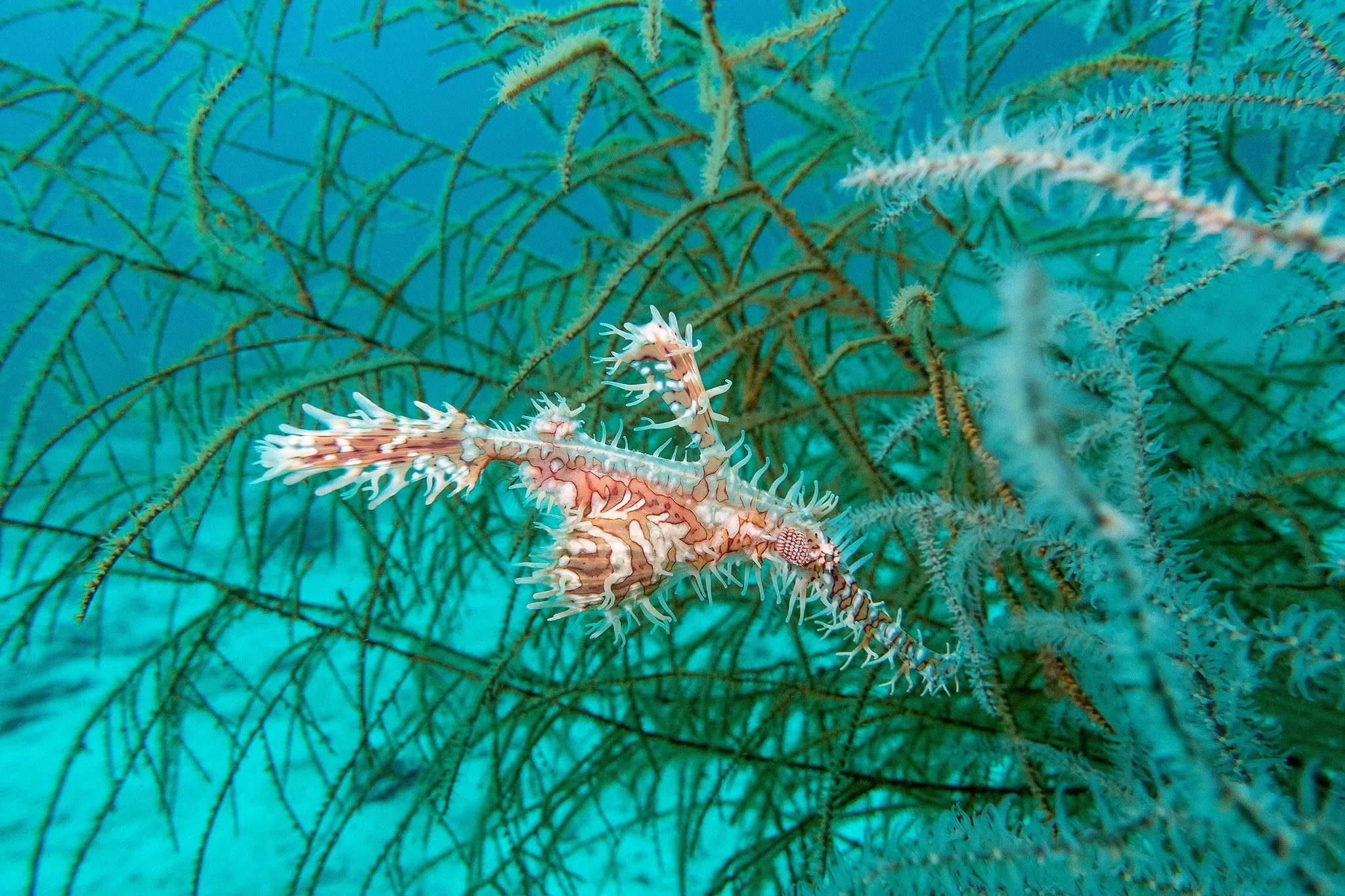 A slender pipefish camouflaged among green seagrass