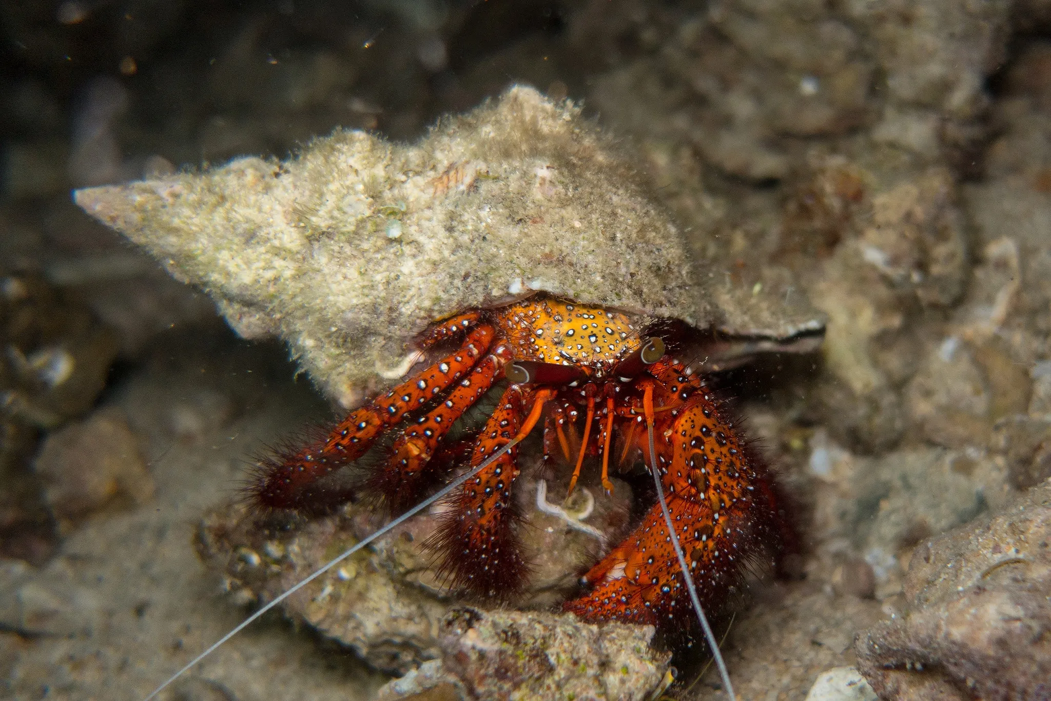 A red hermit crab emerging from its shell beneath a rock