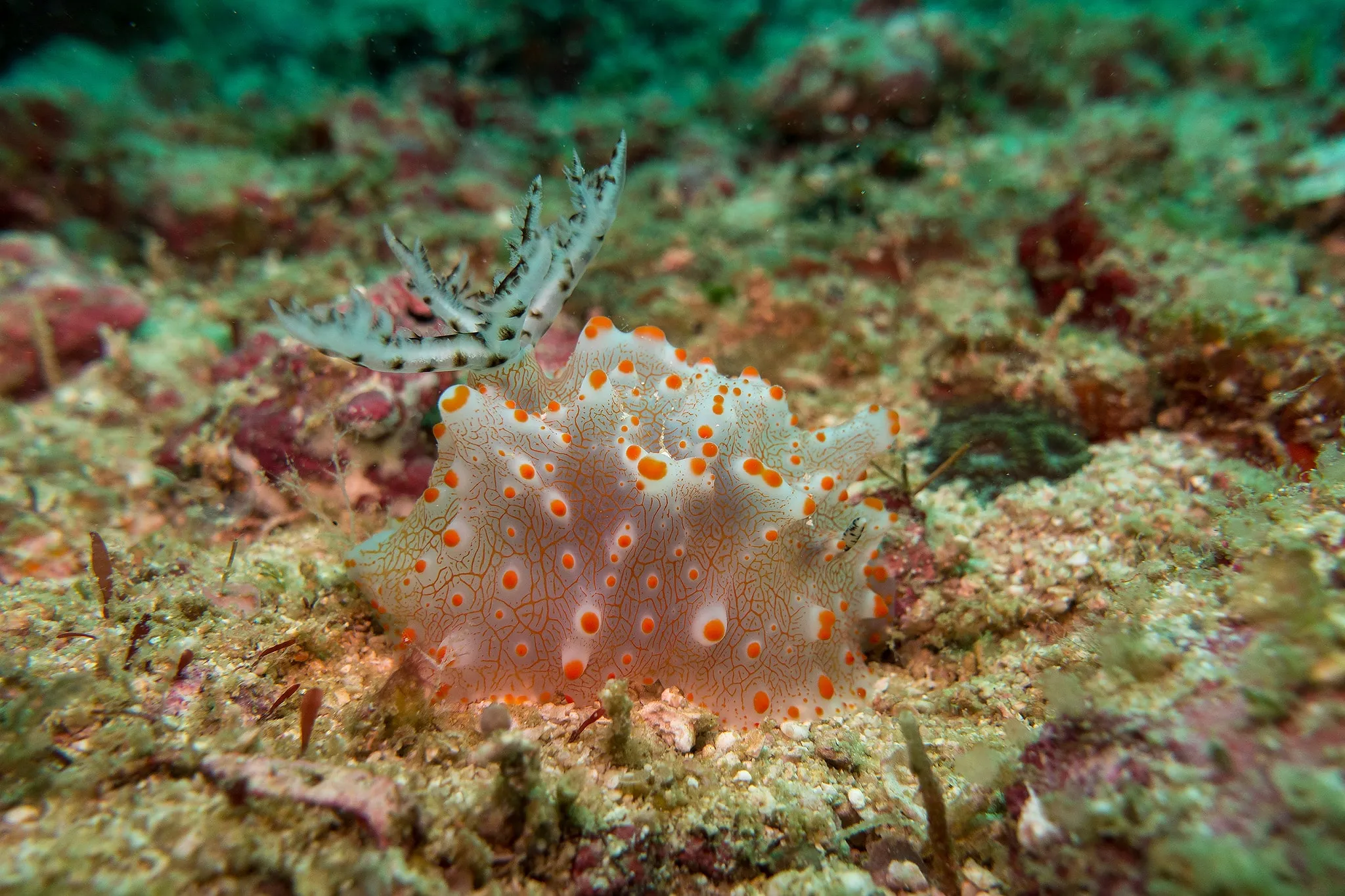 A pale nudibranch with orange spots crossing the reef floor
