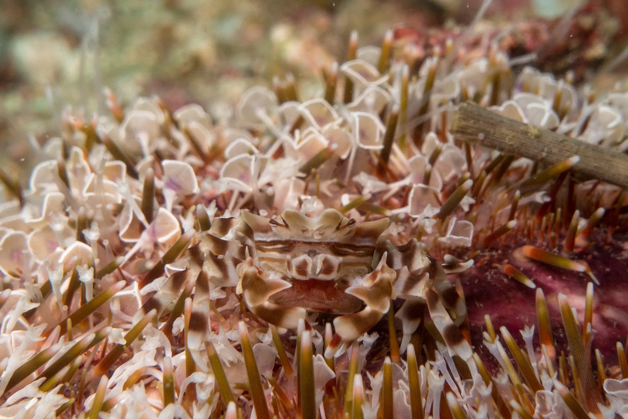 The striped tentacles of a sea anemone spread across the reef