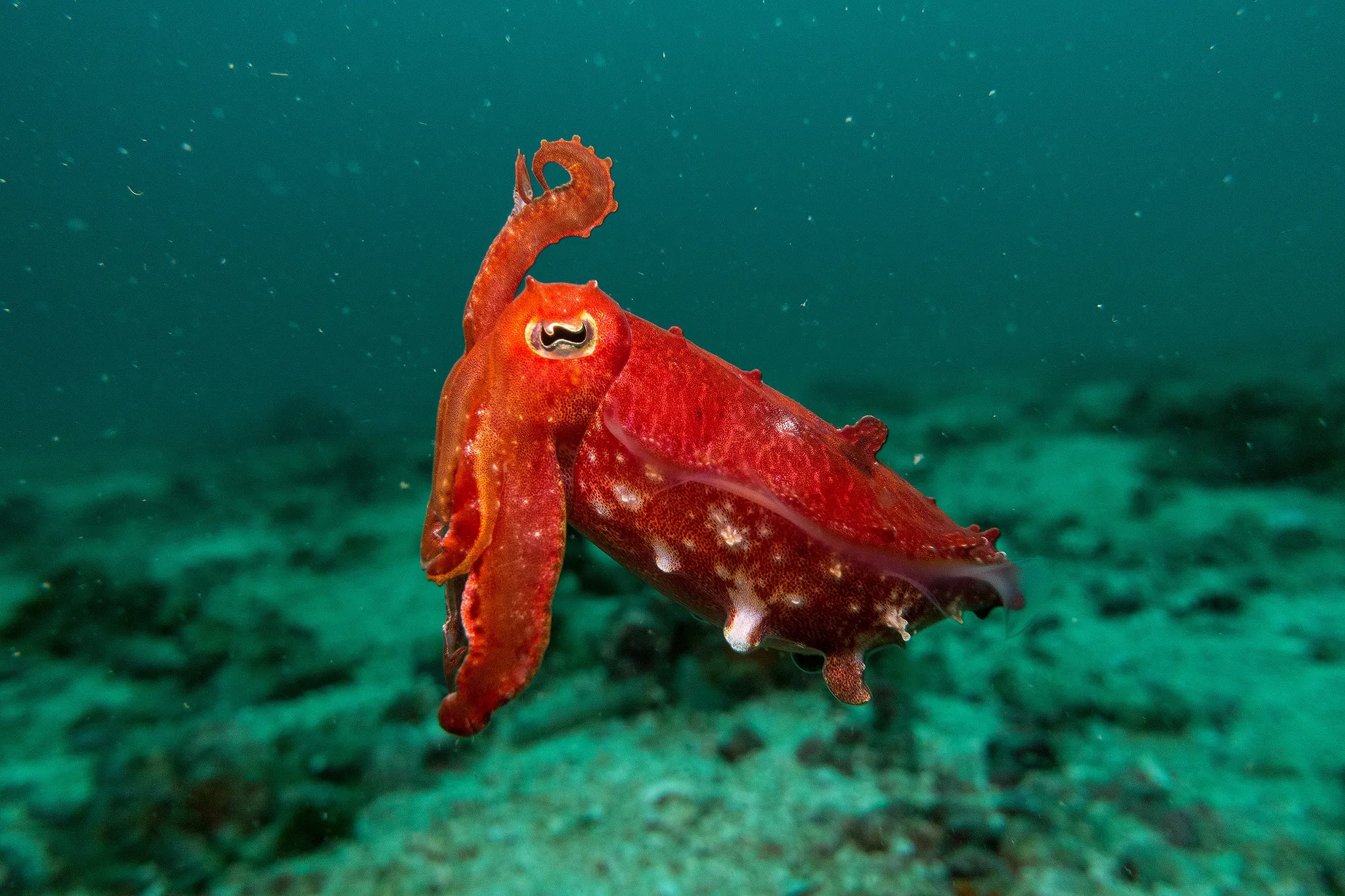 A red cuttlefish hovering above the sandy seafloor