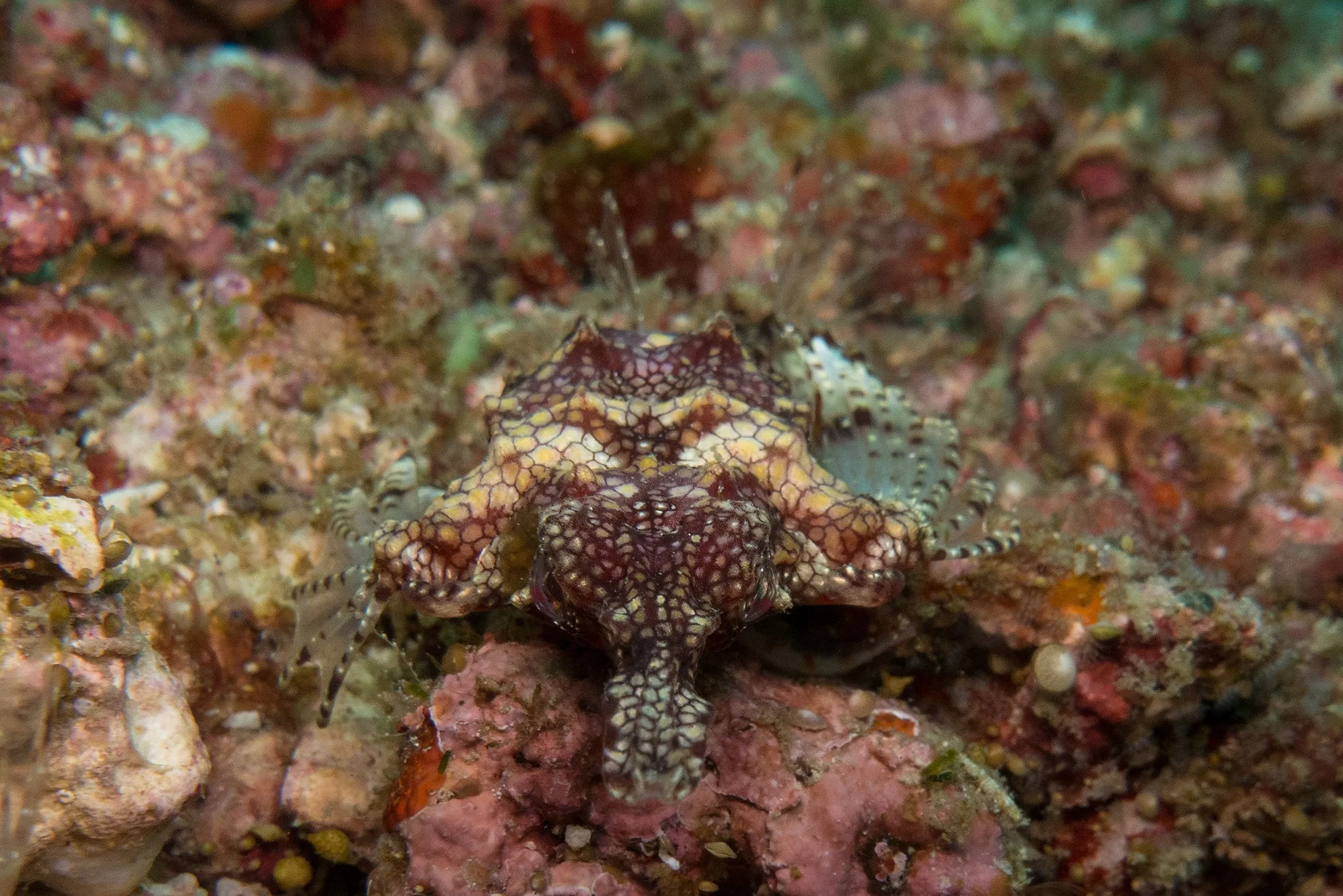 A small octopus camouflaged against mottled coral
