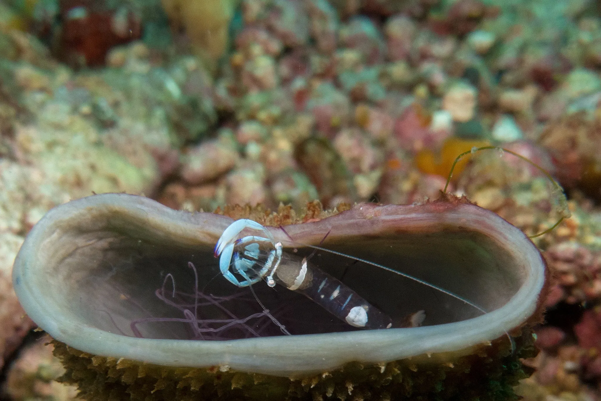 A tiny shrimp sheltering inside a translucent shell