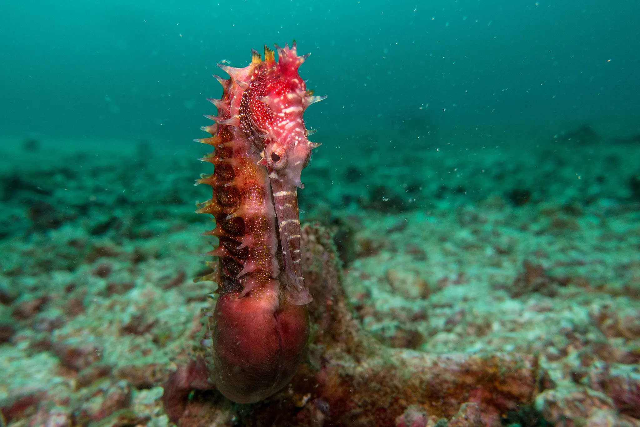 A red seahorse standing upright on the seafloor