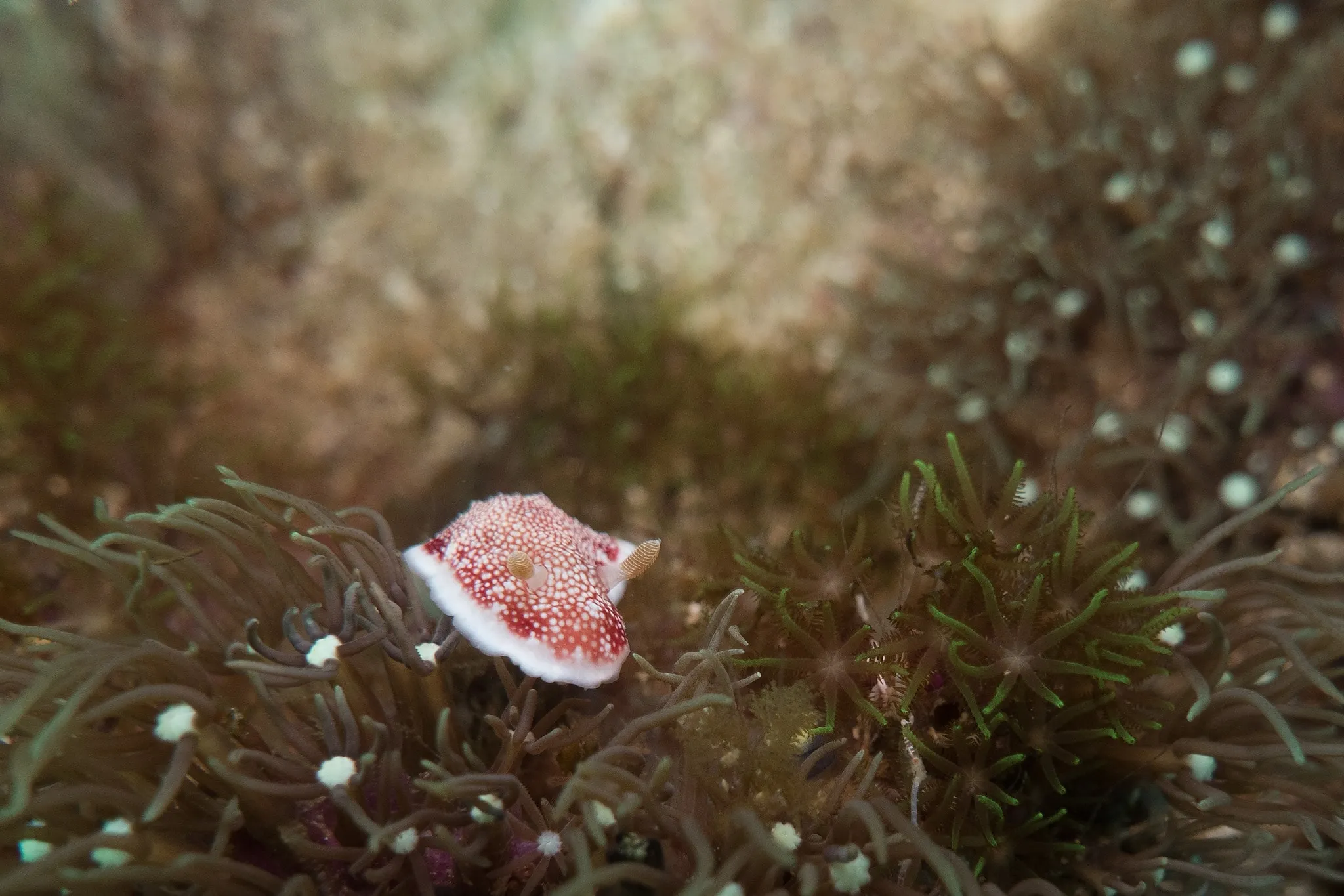 A tiny pink sea slug resting among anemone tentacles