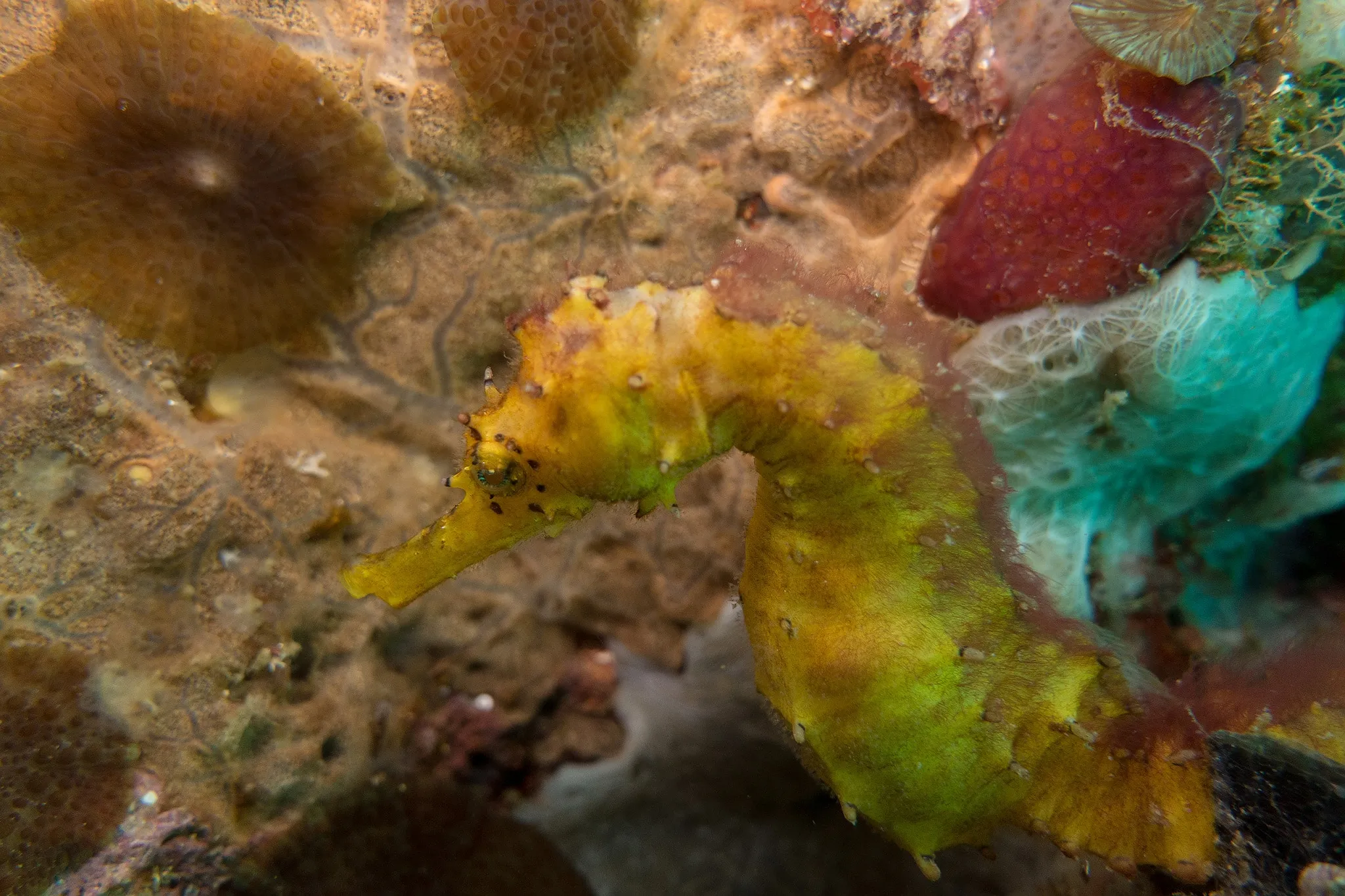 A yellow seahorse curled against a colorful reef