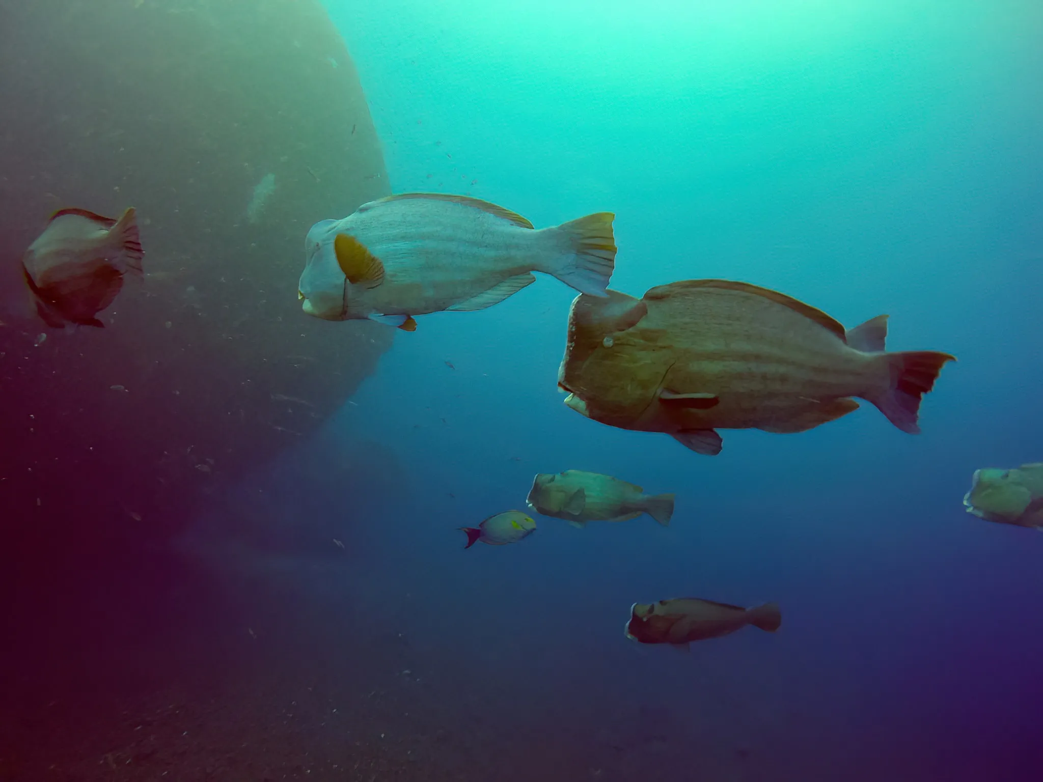 A school of tropical fish swimming through blue-green water