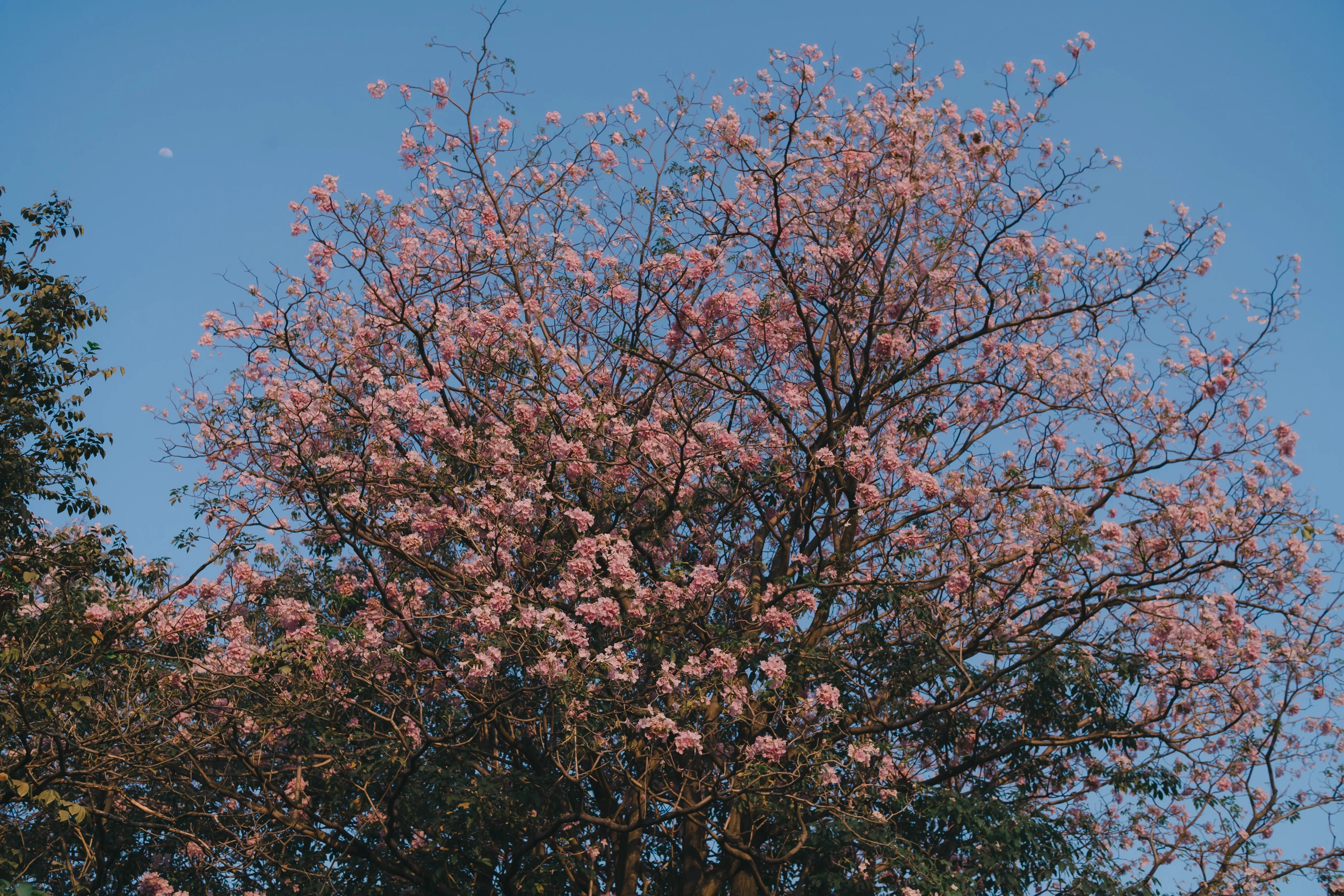 A tree covered in pink blossoms against a clear blue sky