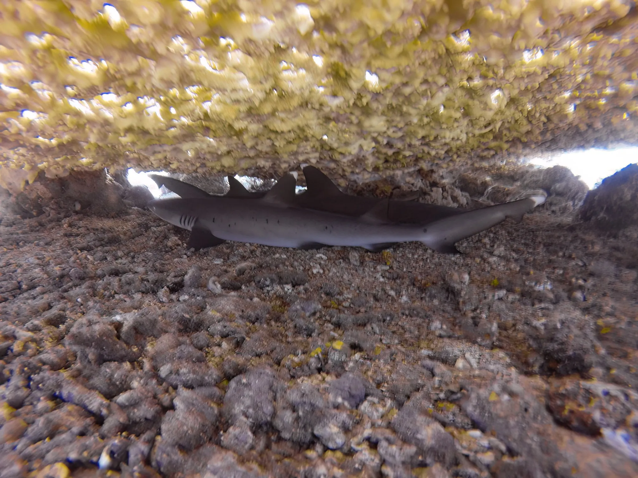 A white-tipped reef shark resting on a rocky seabed