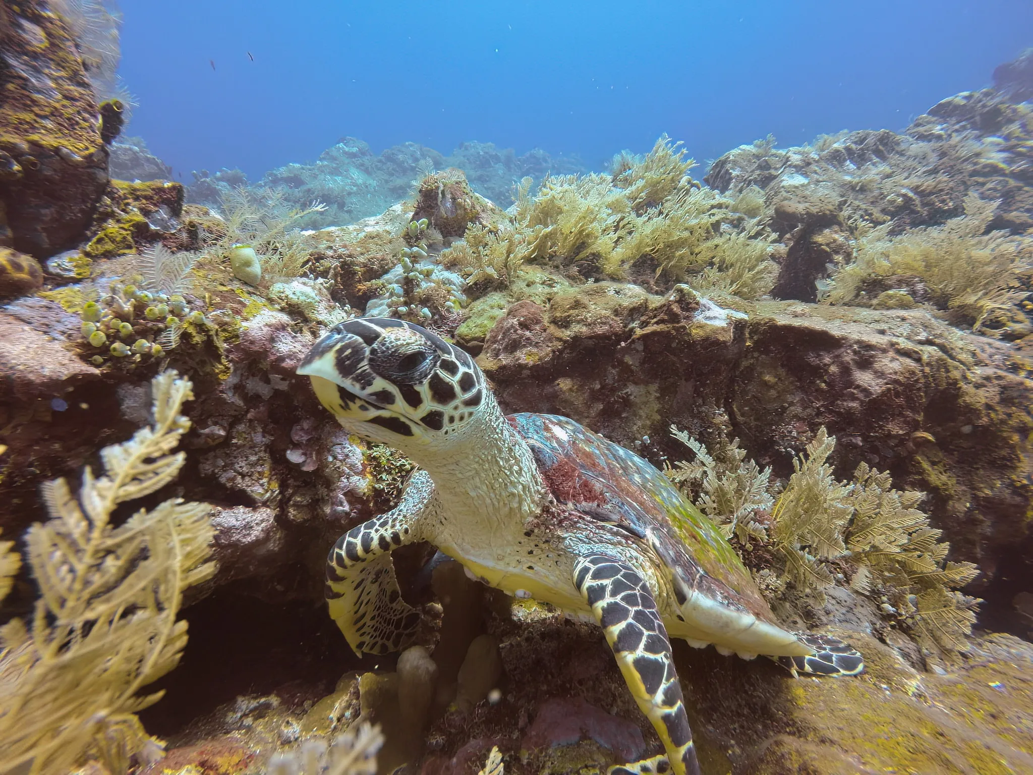A sea turtle swimming above a sunlit coral reef