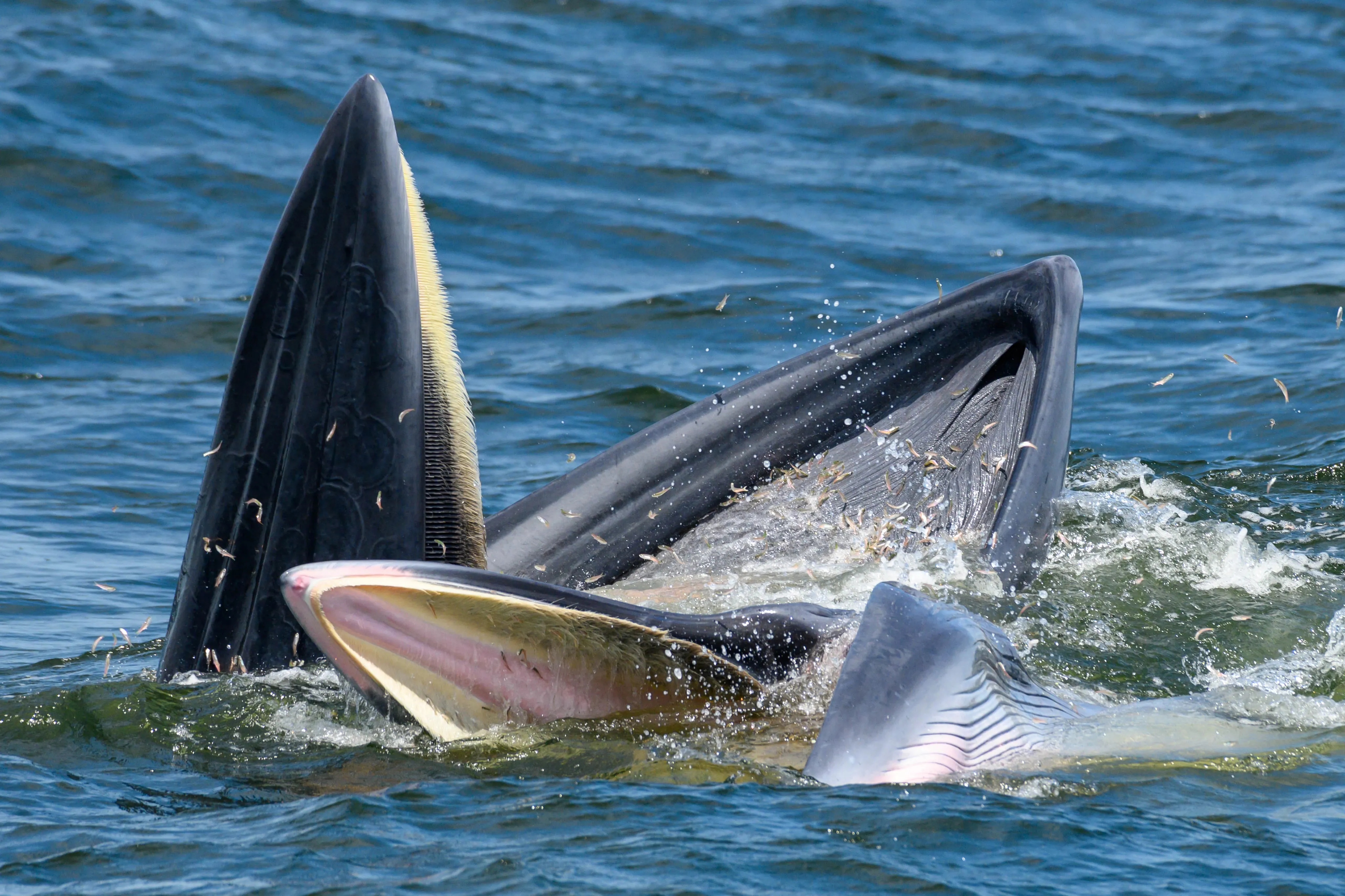 A Bryde's whale surfacing with its mouth open beside a seabird