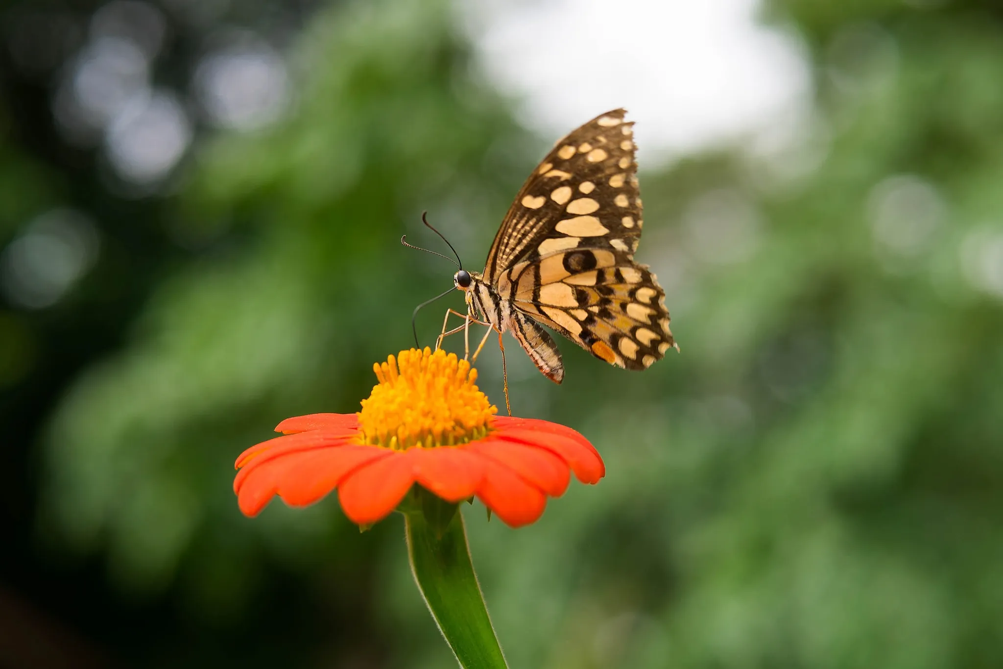 A spotted butterfly perched on a vivid orange flower