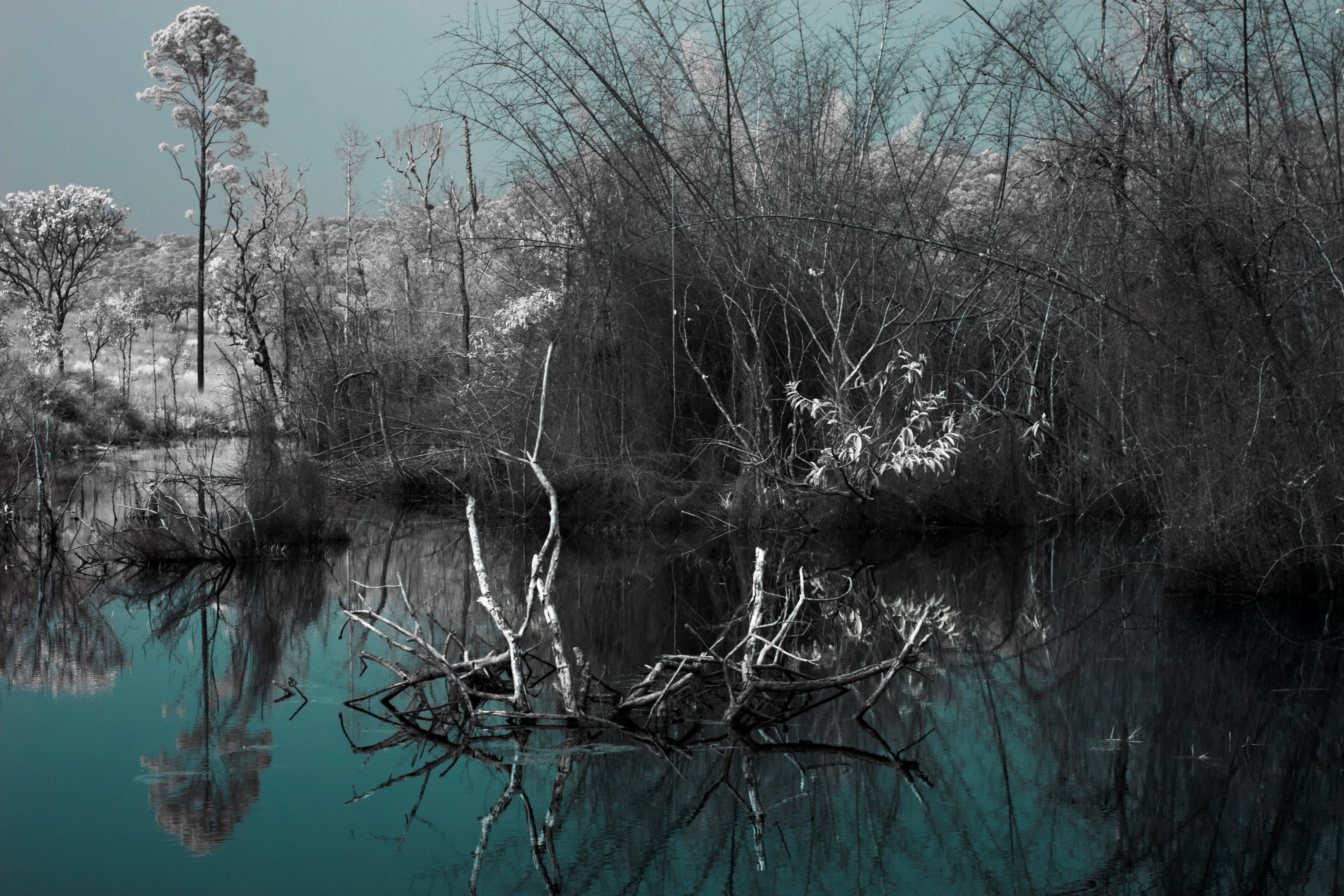 Bare dead trees reflected in still water, rendered in black and white