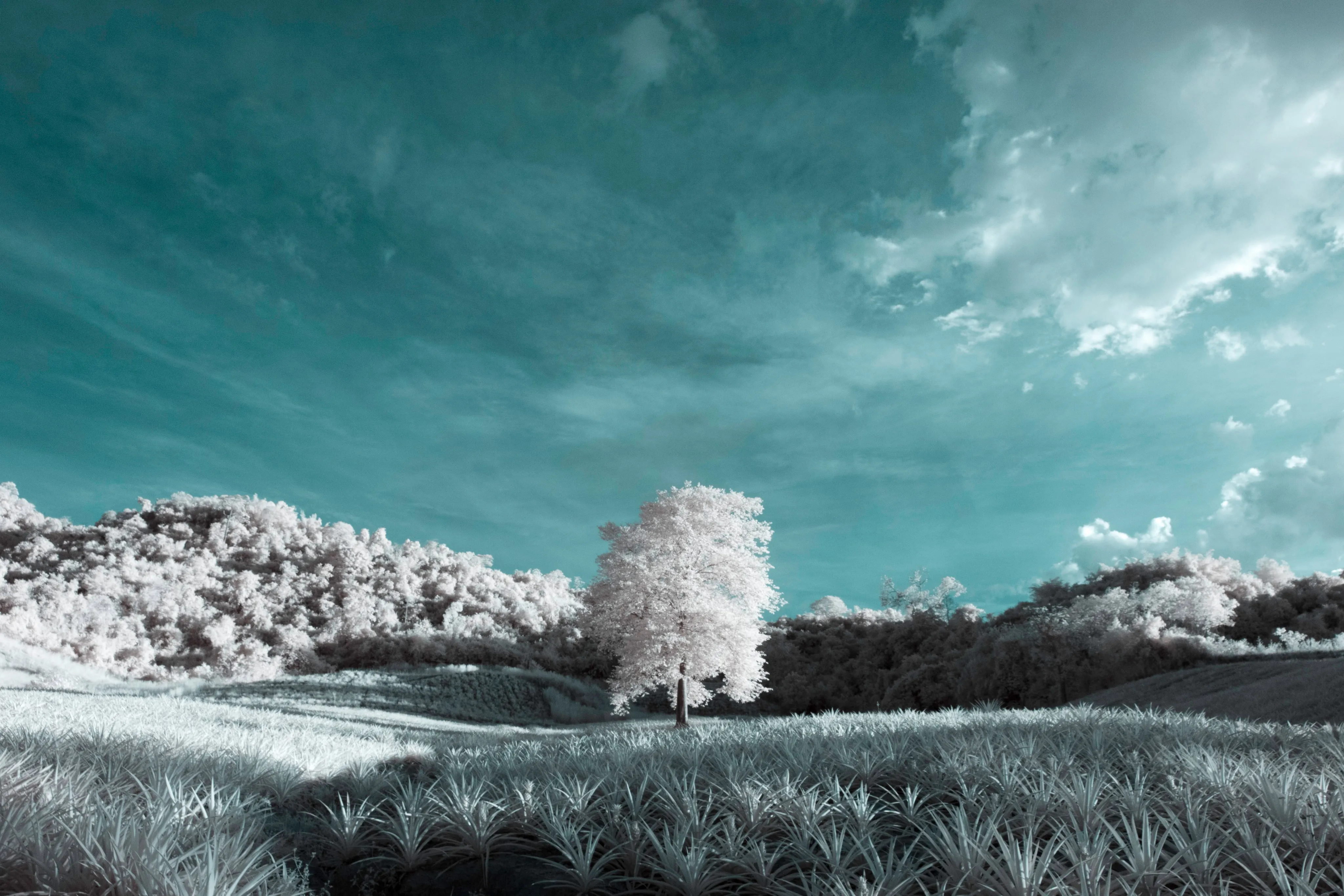 A single frosted-white tree in an infrared-toned pineapple farm landscape