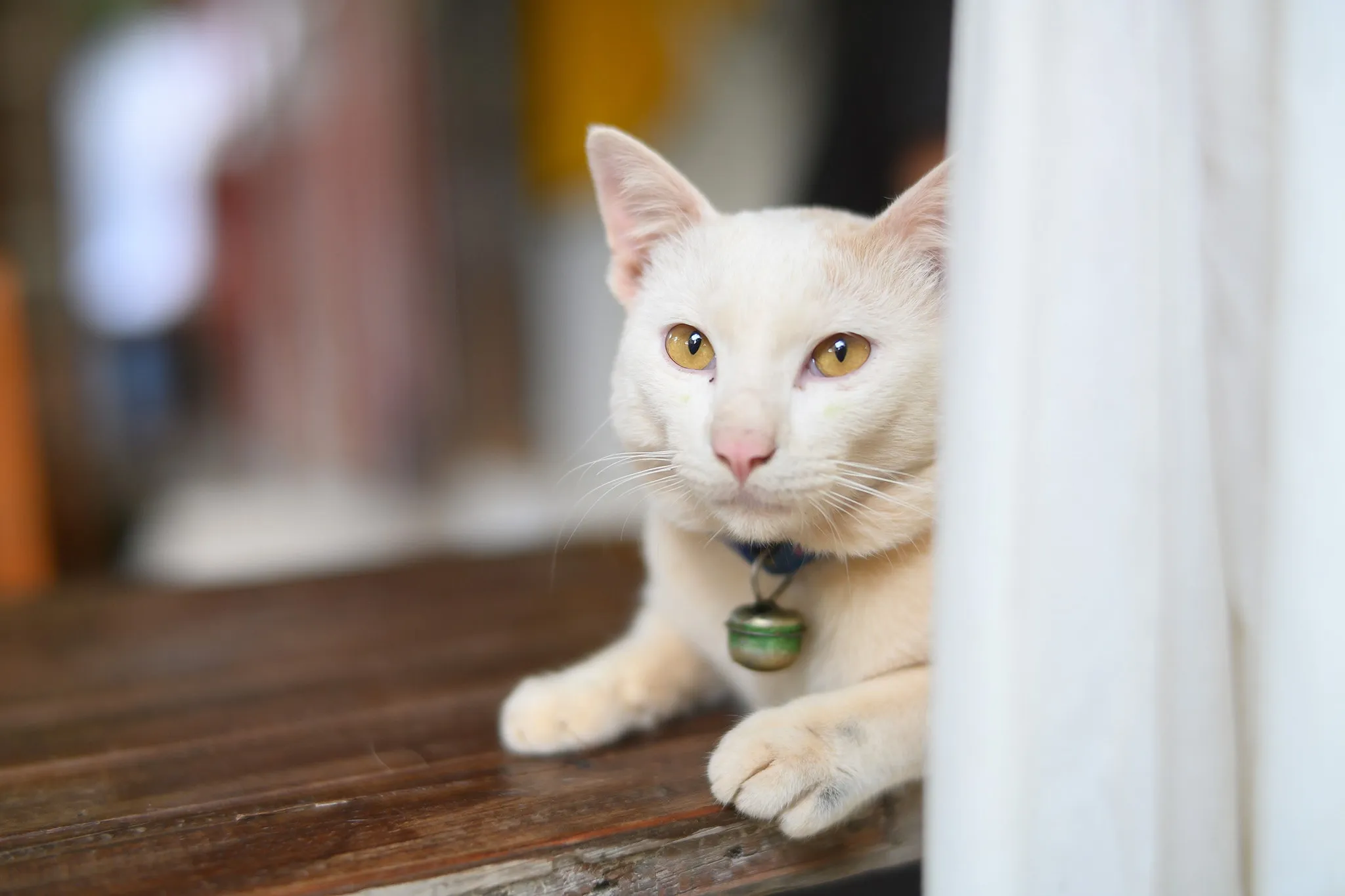 A white cat with amber eyes and a bell collar resting on a wooden table