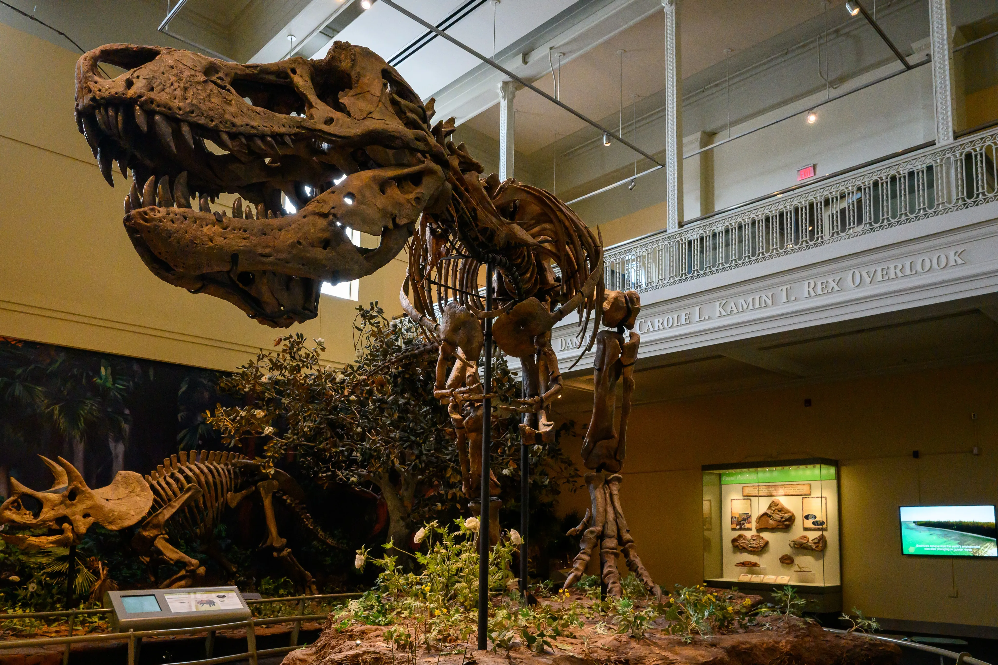 A mounted Tyrannosaurus rex skeleton towering over a museum exhibit hall.