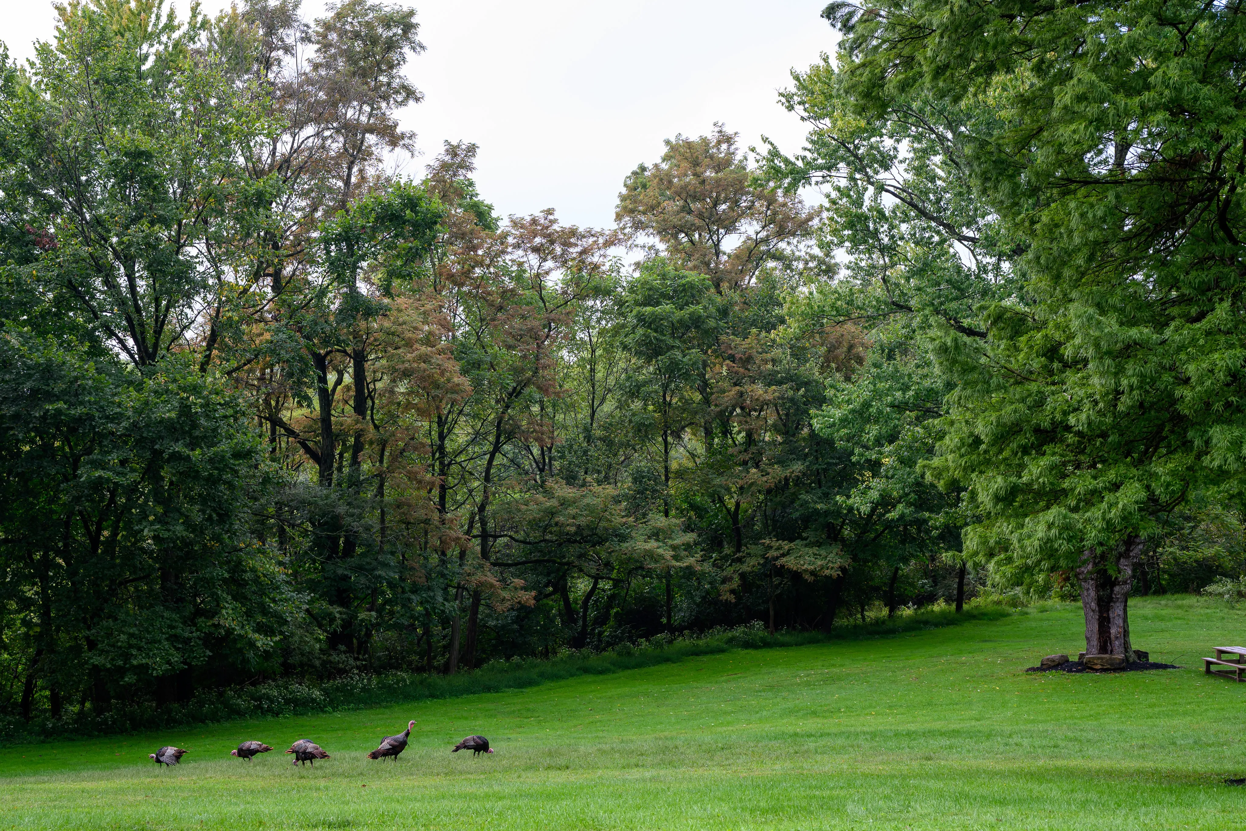 A flock of wild turkeys foraging on a wooded park lawn.