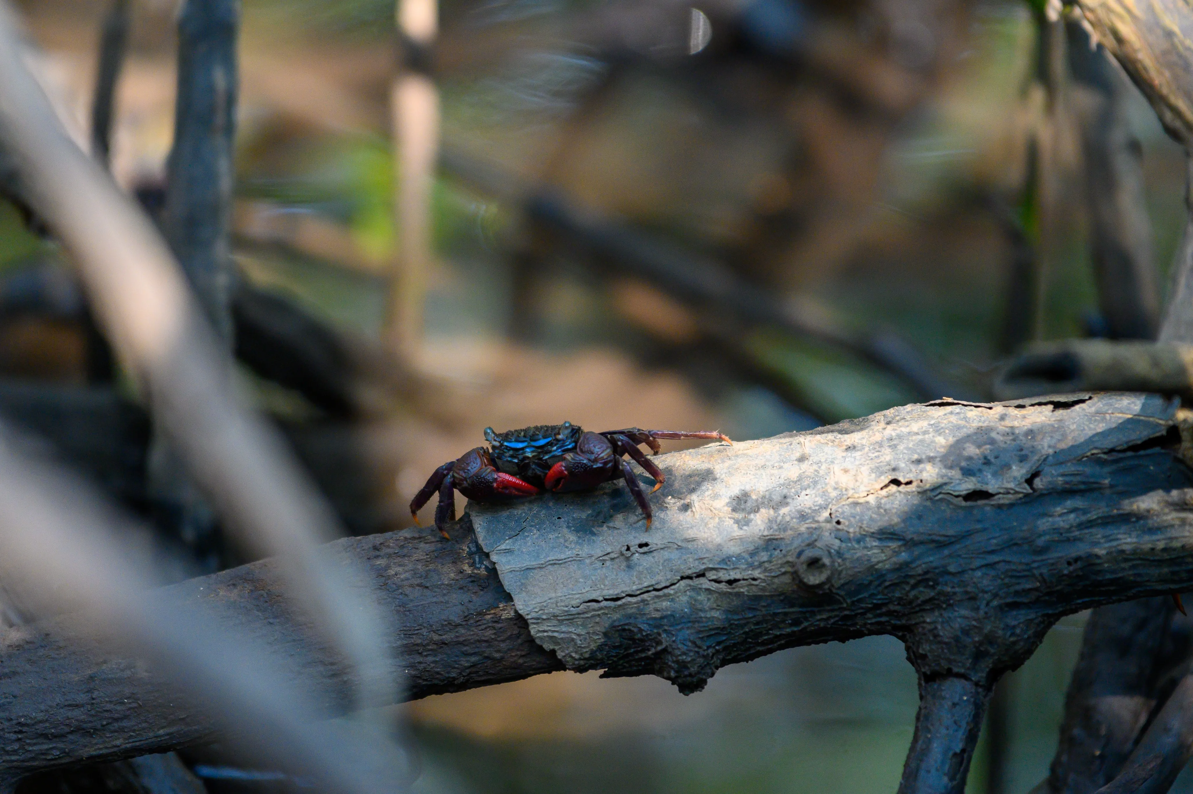A face-banded mangrove crab with red claws standing on a branch
